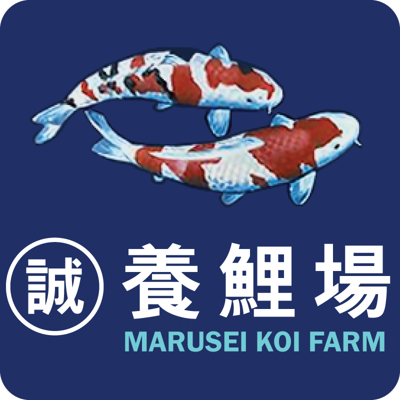 Marusei (Hirasawa) Koi Farm