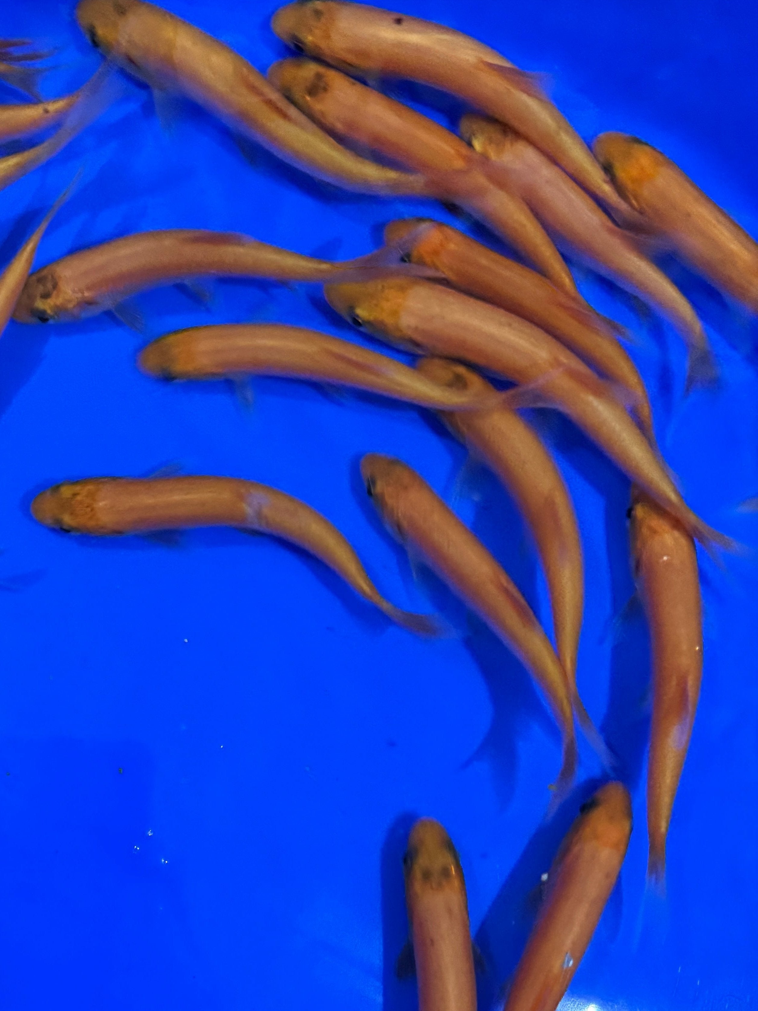 Golden Orfe 4-5"