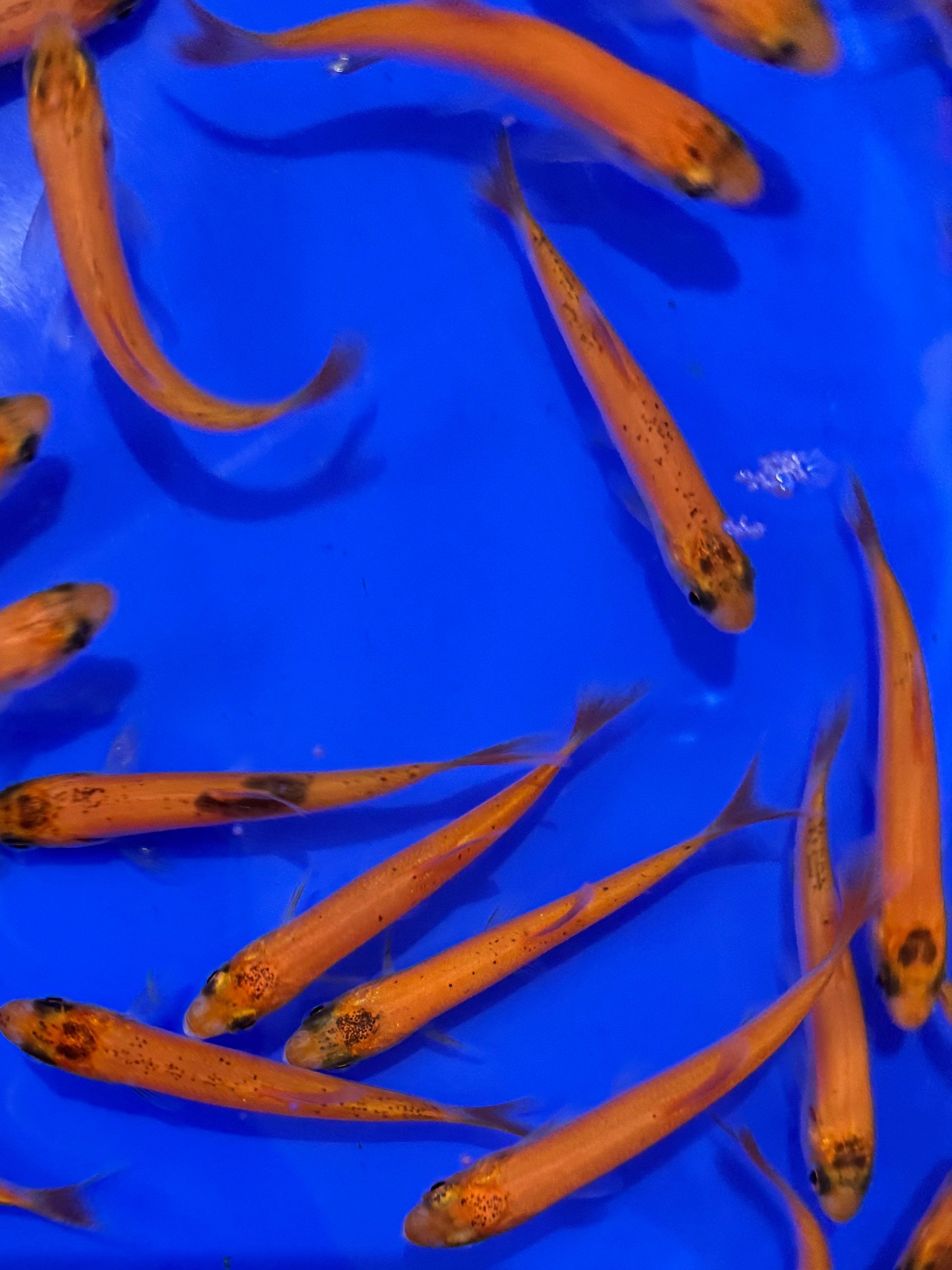 Golden Orfe 3-4"
