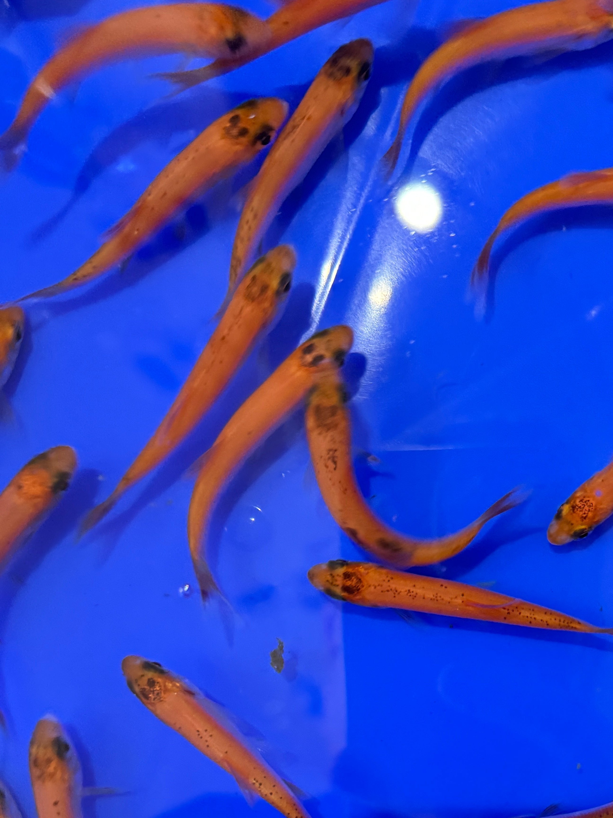 Golden Orfe 3-4"