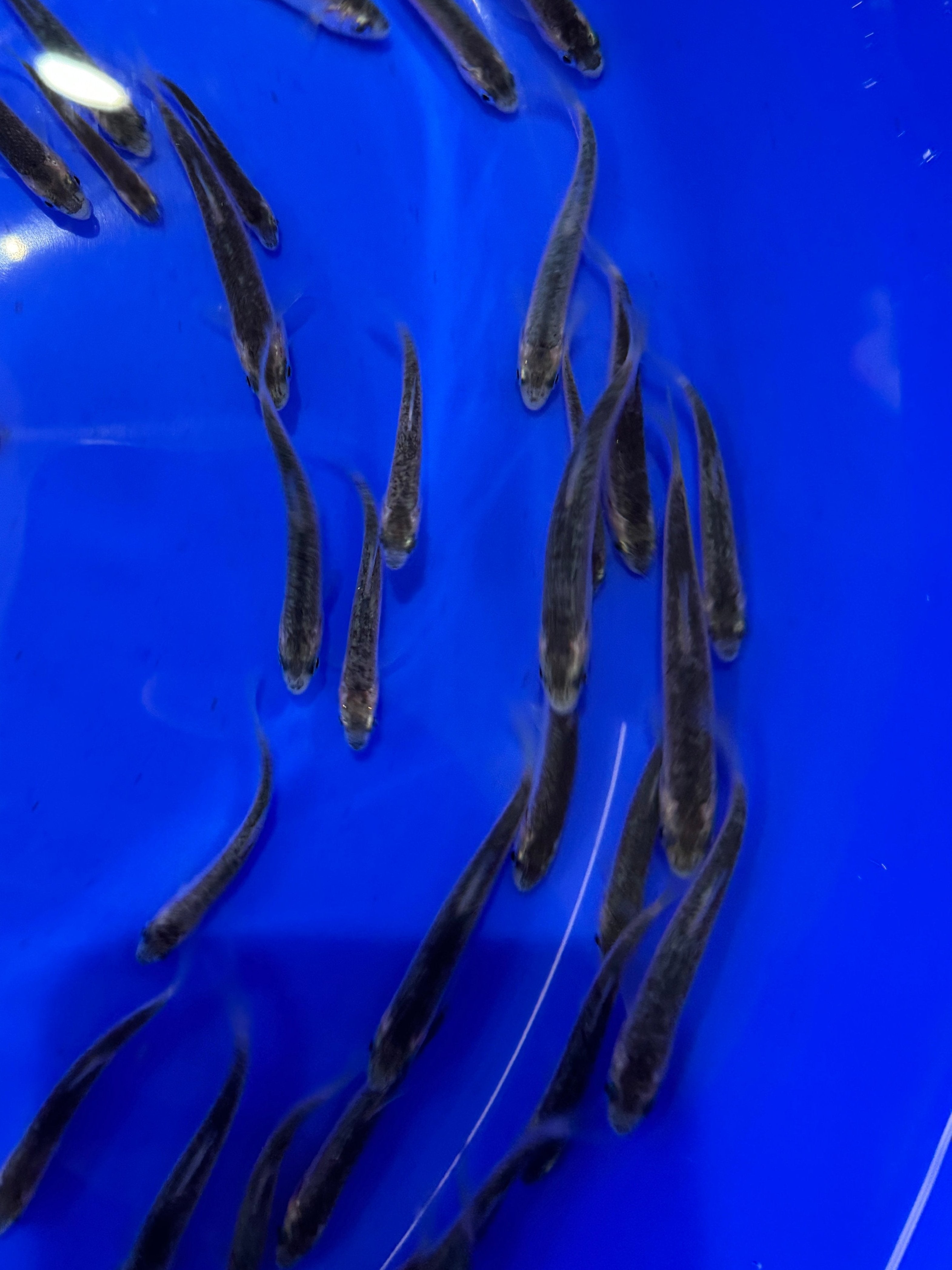 Blue Orfe 3-4"