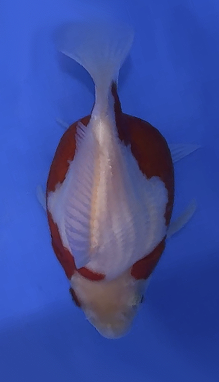 VHQ NND Tamasaba Japanese Goldfish - #7 red/white +-14cm