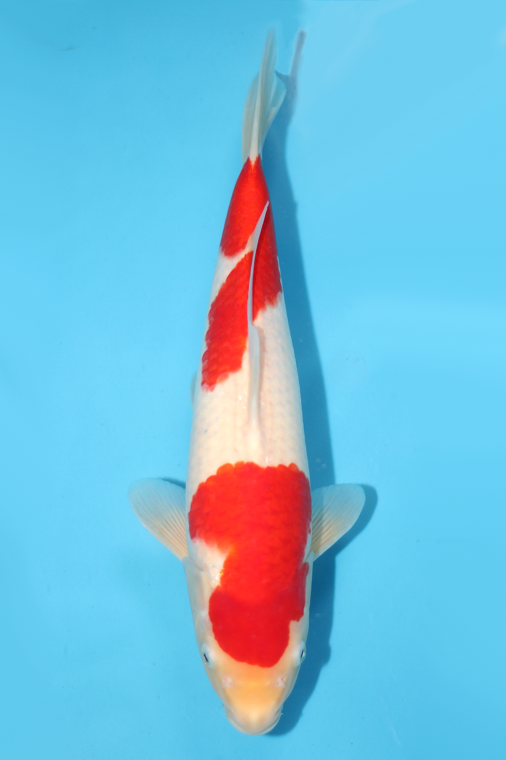 Kohaku - jumbo tosai 36cm - NND NND-KOH-003