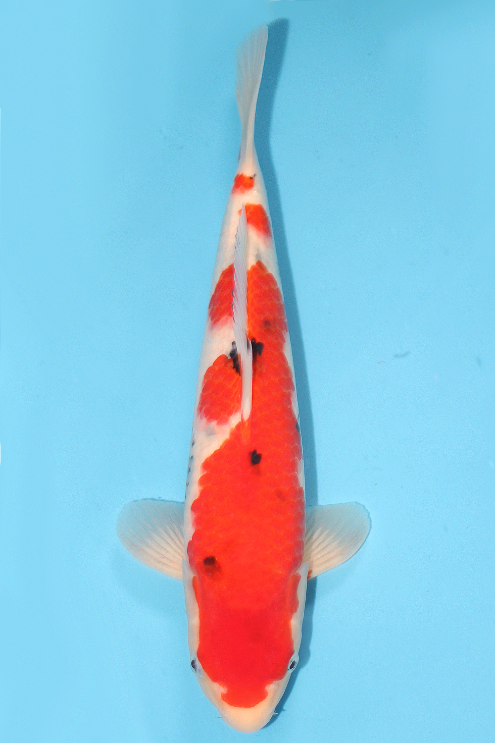 Sanke - jumbo tosai 38cm - NND NND-SAN-002