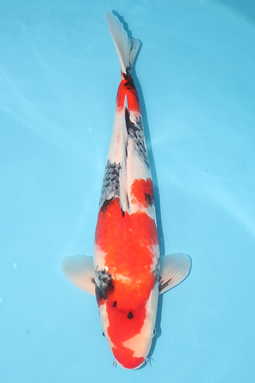 Showa - jumbo tosai 40cm - NND NND-SHO-001