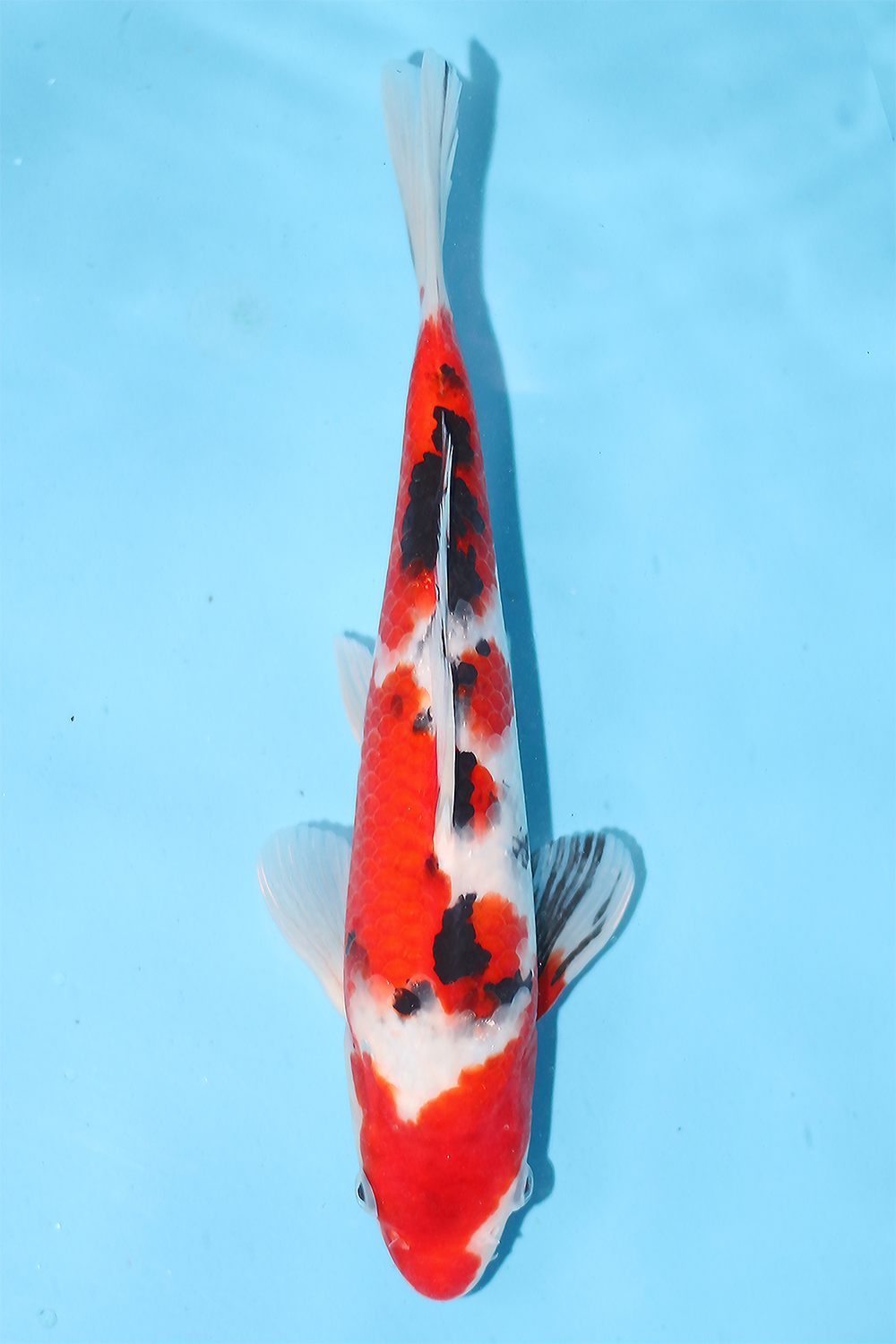 A live Japanese Koi fish with red, white, and black markings swimming vertically against a bright blue background.