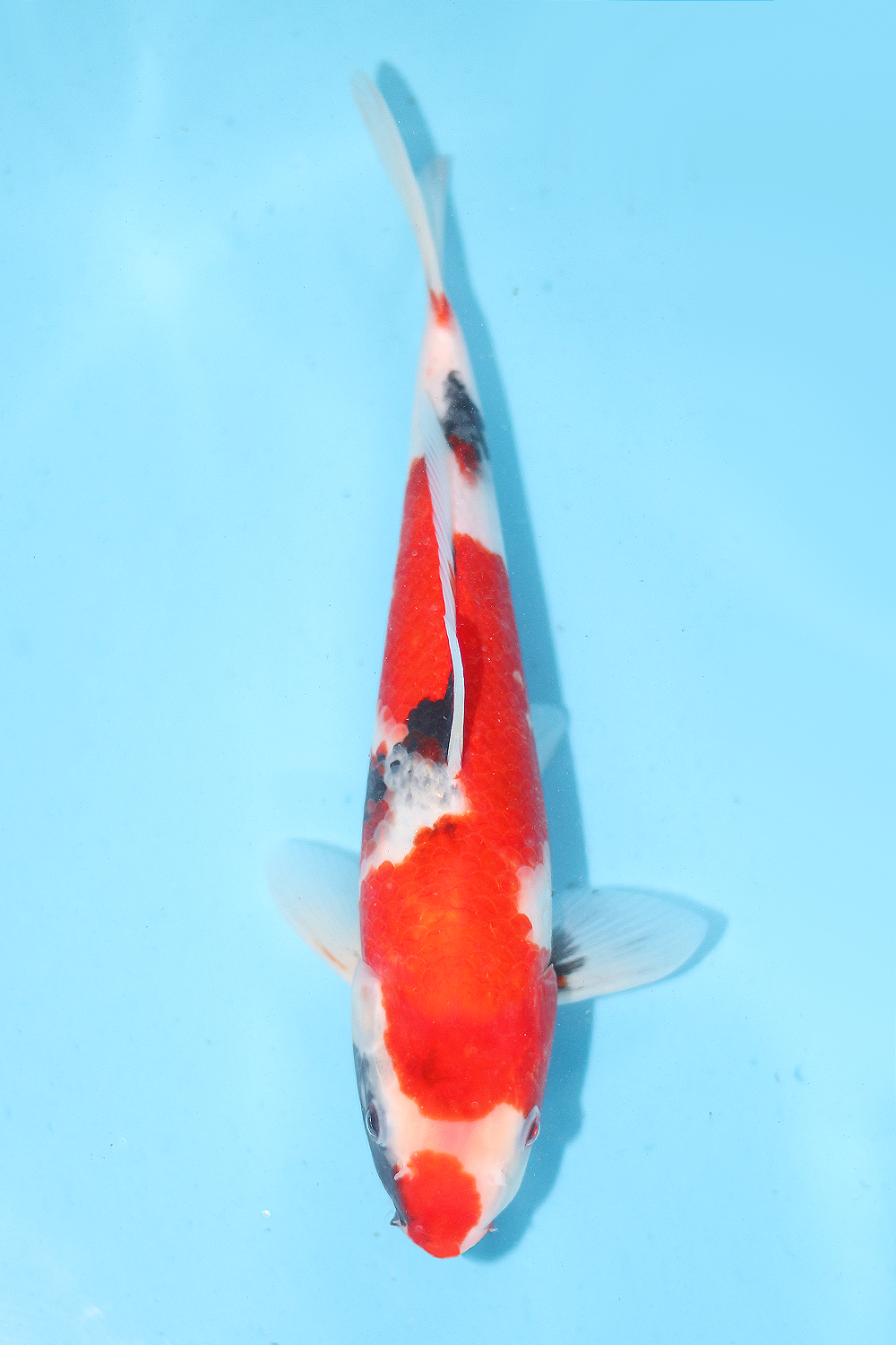 Showa - jumbo tosai 29cm - Ogata Koi Farm OGA-SHO-001