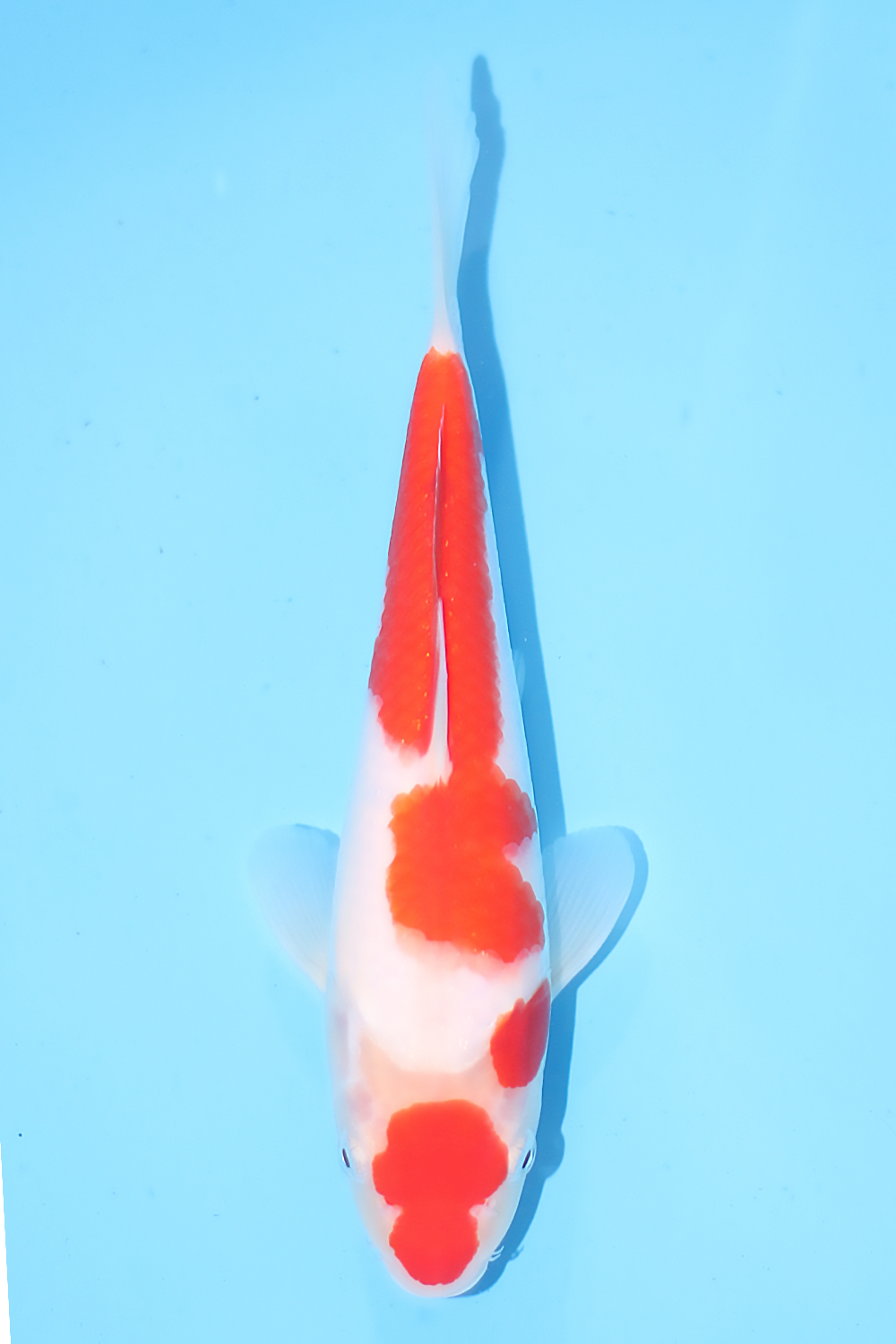 Kohaku - jumbo tosai 27cm - Tamaura Koi Farm (TAM-KOH-02)