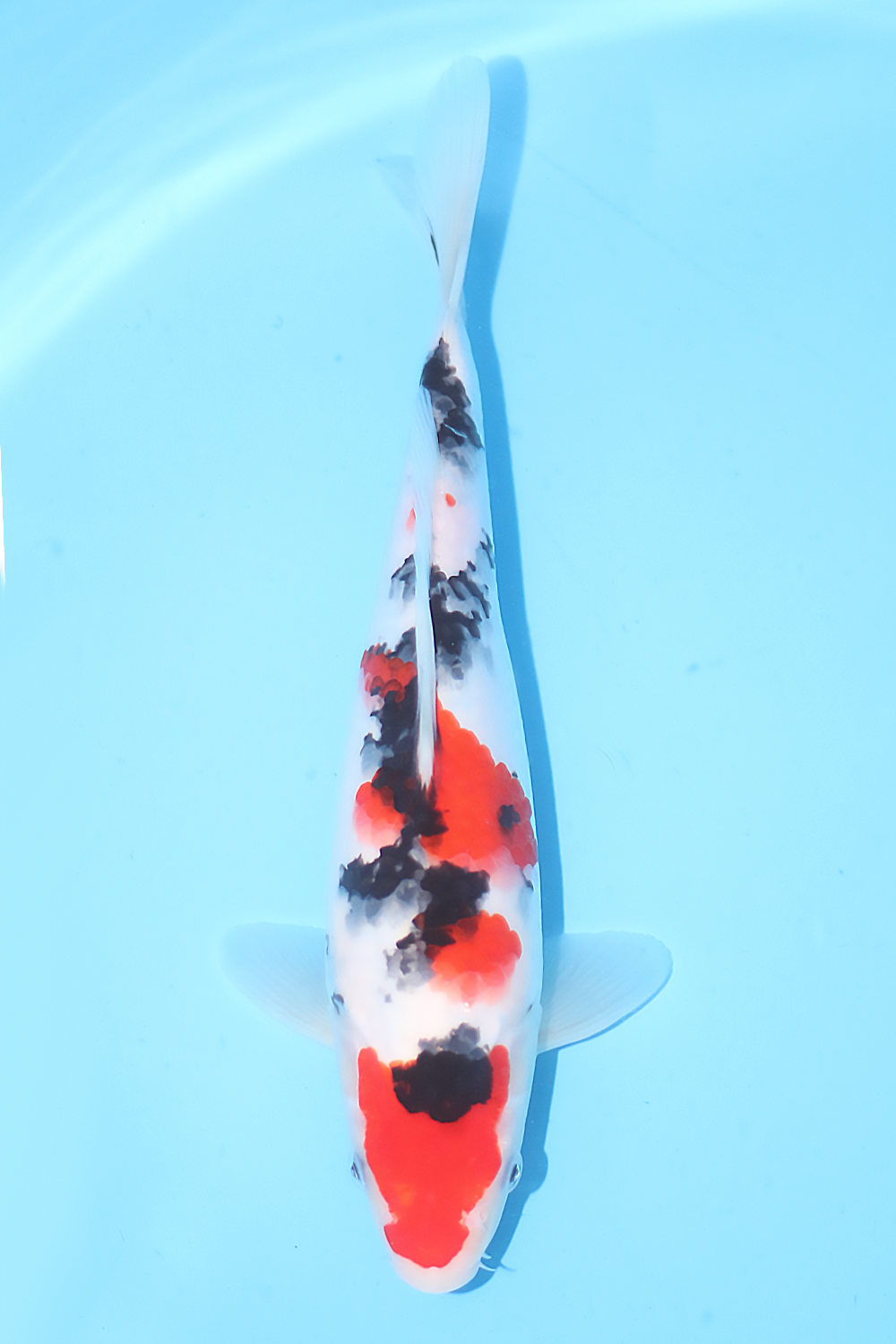 Sanke - jumbo tosai 28cm - Tamaura Koi Farm (TAM-SAN-05)