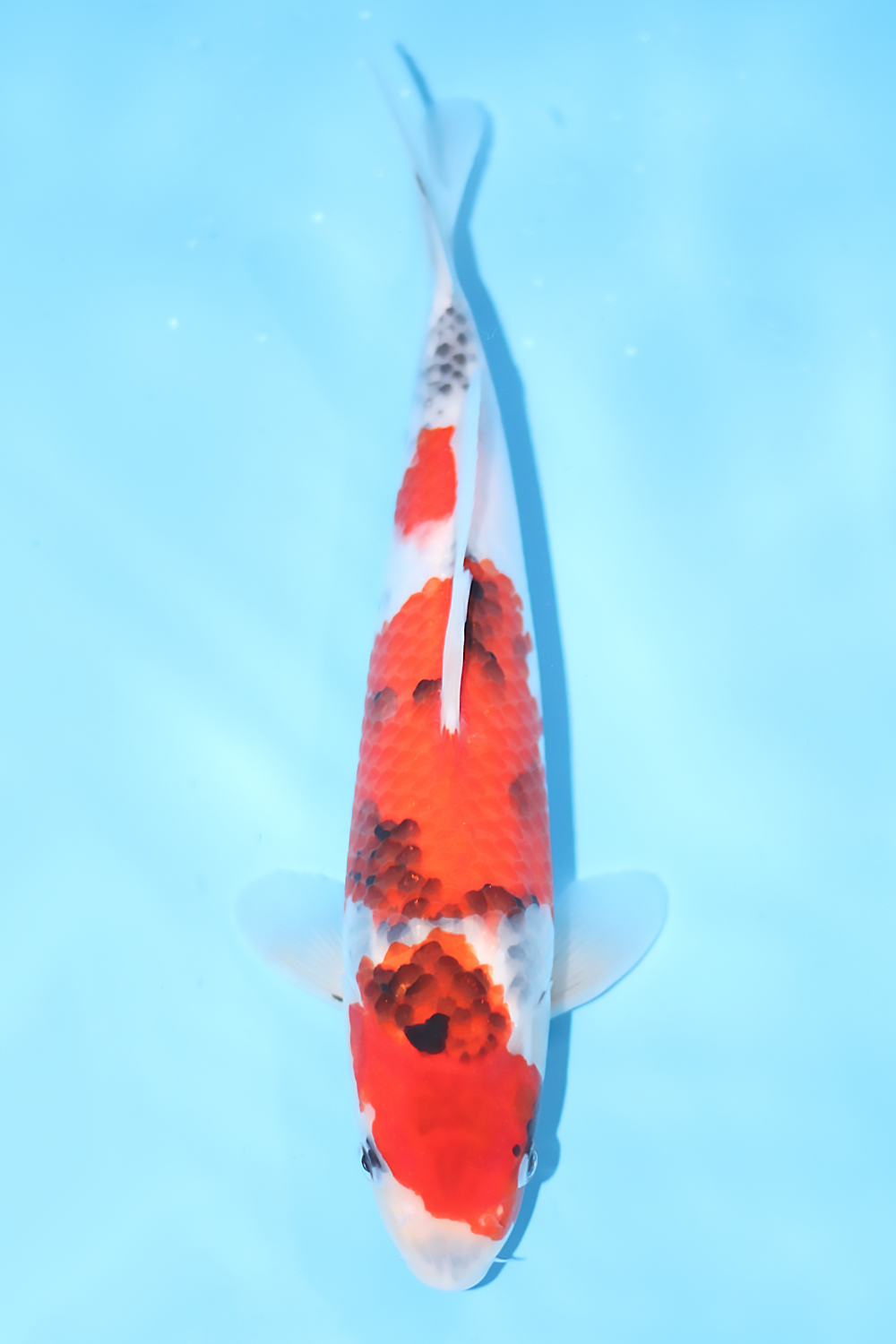 Showa - jumbo tosai 32cm - Tamaura Koi Farm (TAM-SHO-01)