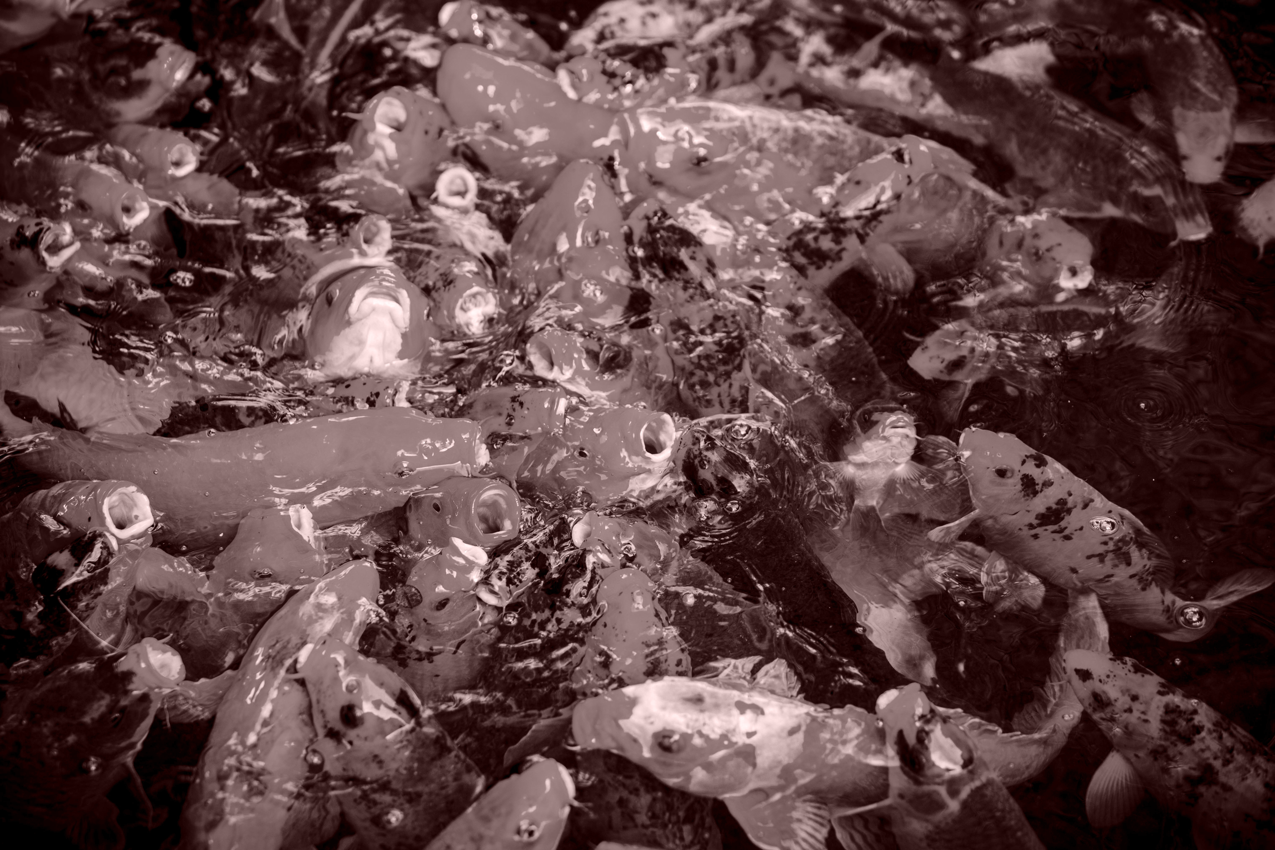lots of koi carp and pond fish feeding