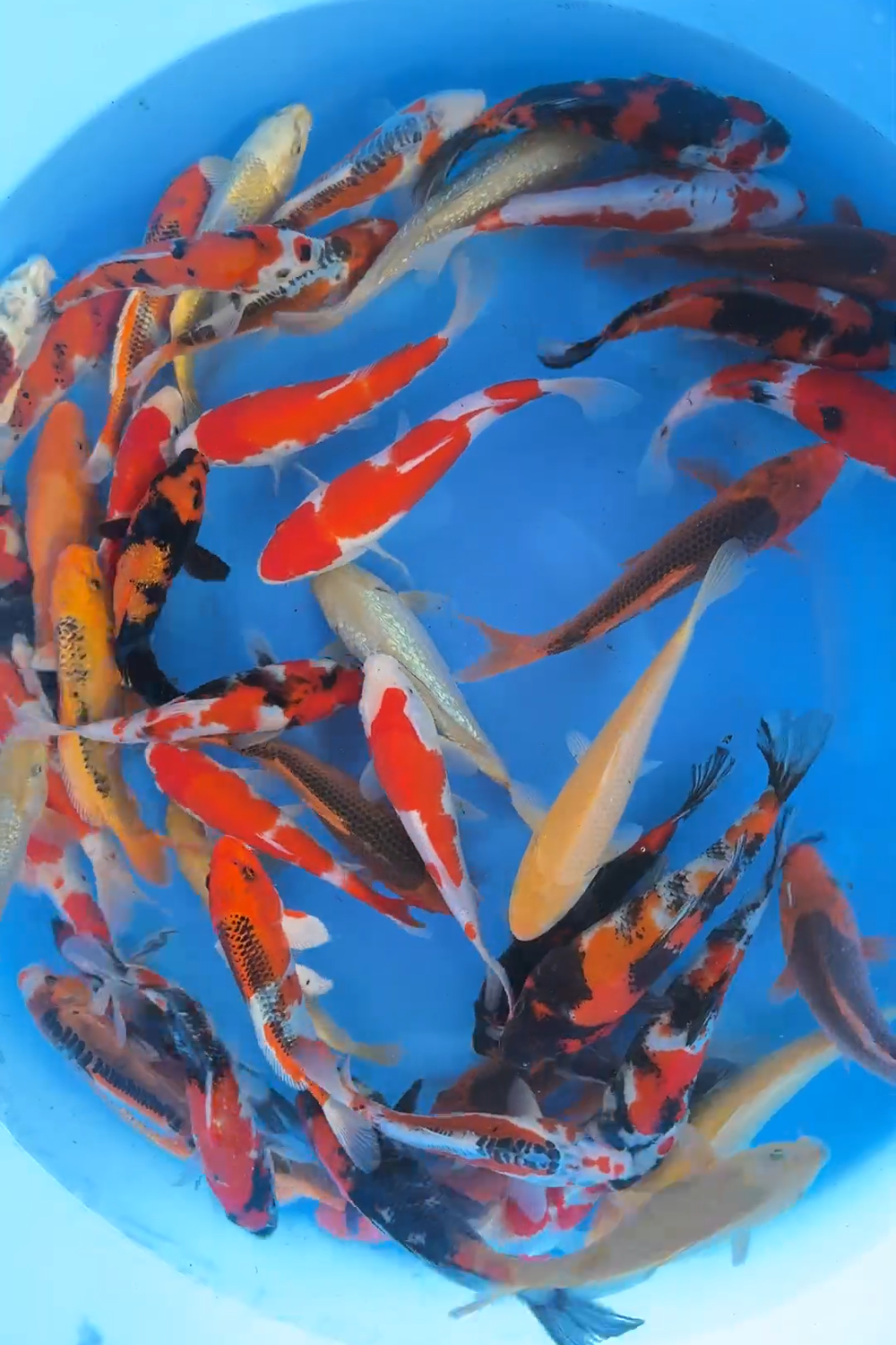 Tosai selection - 20-30cm - Marusei Koi Farm