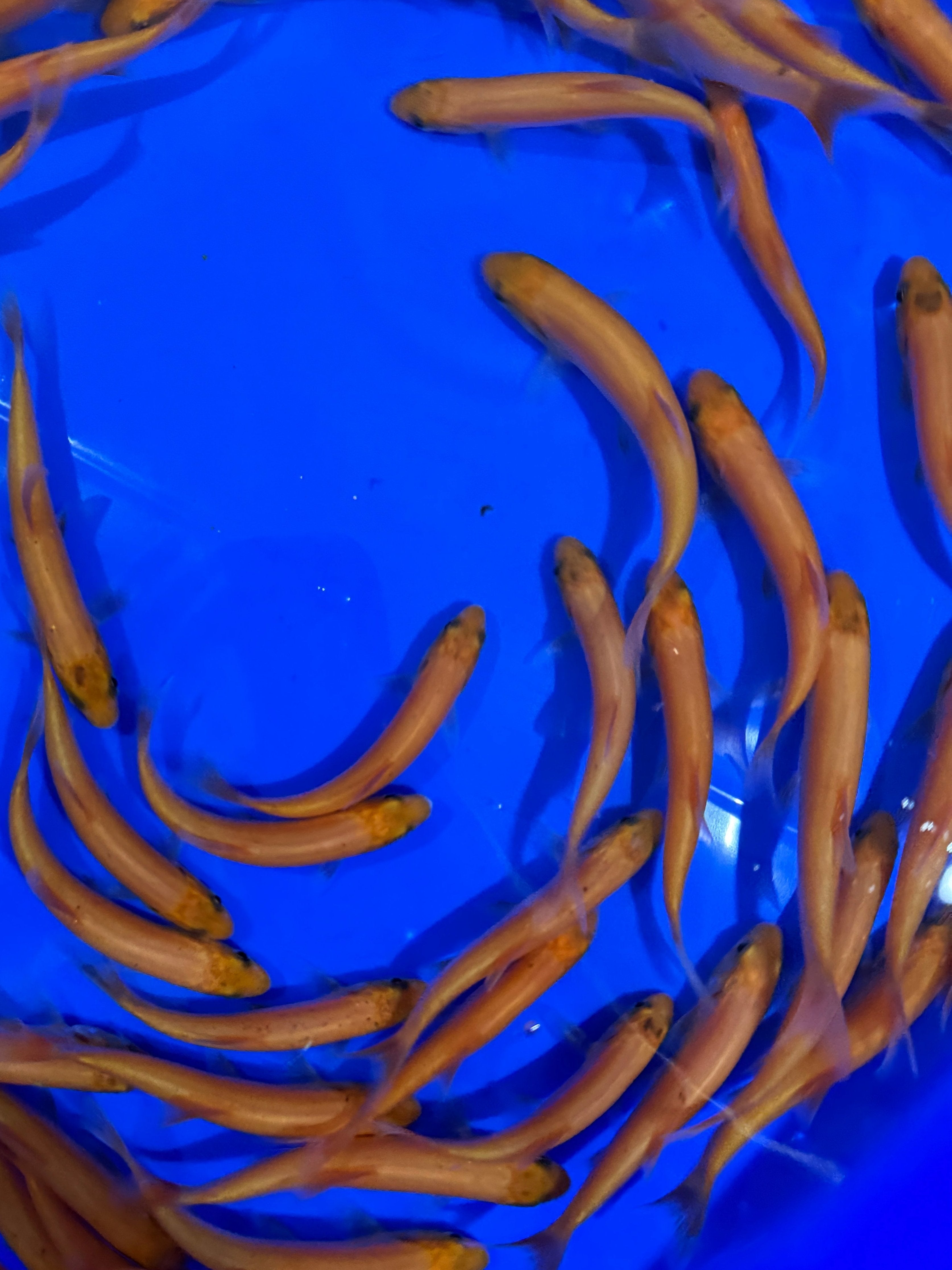 Golden Orfe 4-5"