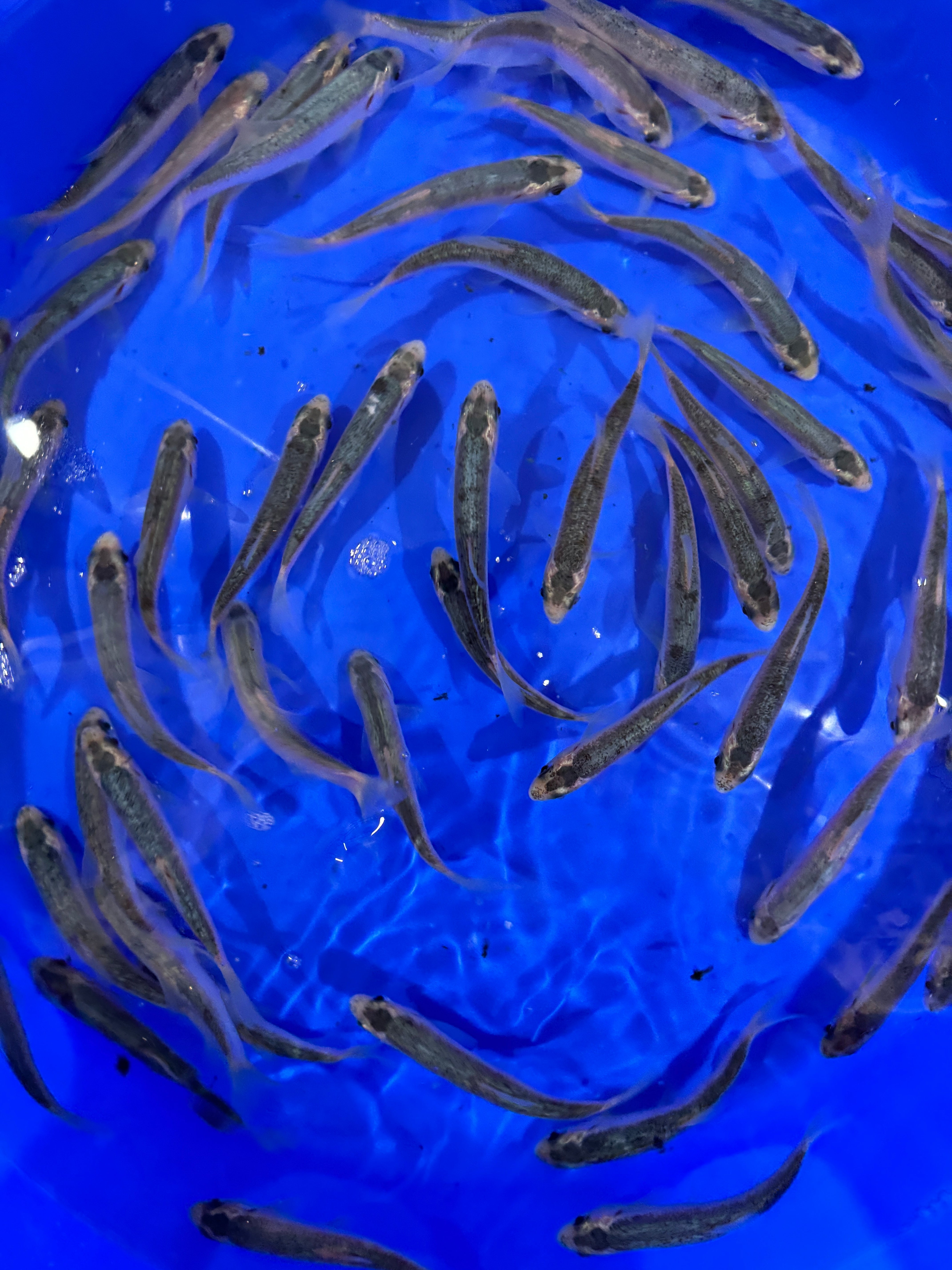 Blue Orfe 4-5"