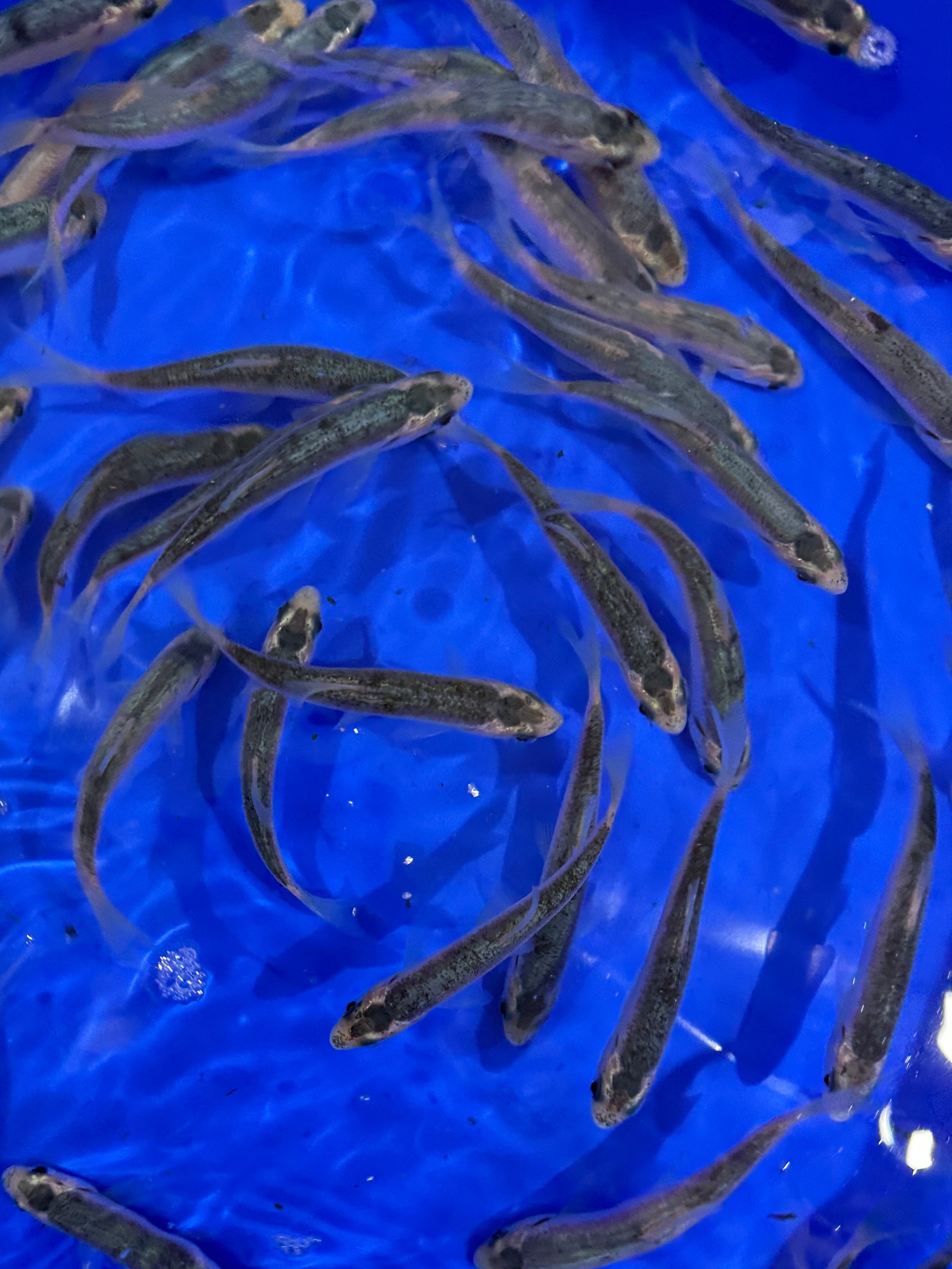 Blue Orfe 4-5"