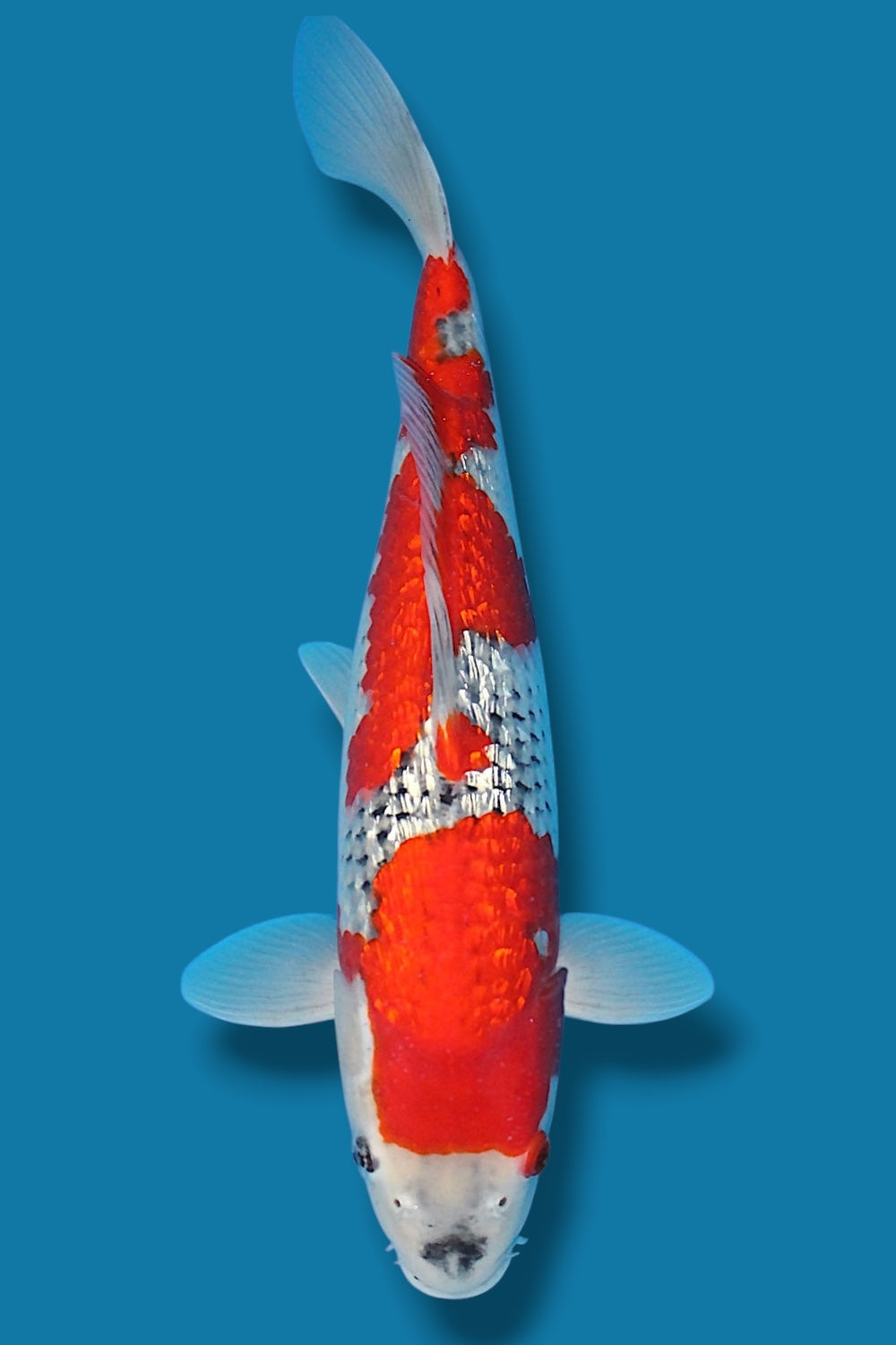 VAT5 - Ginrin Goshiki #9 - 40cm - nisai - Kawakami Koi Farm