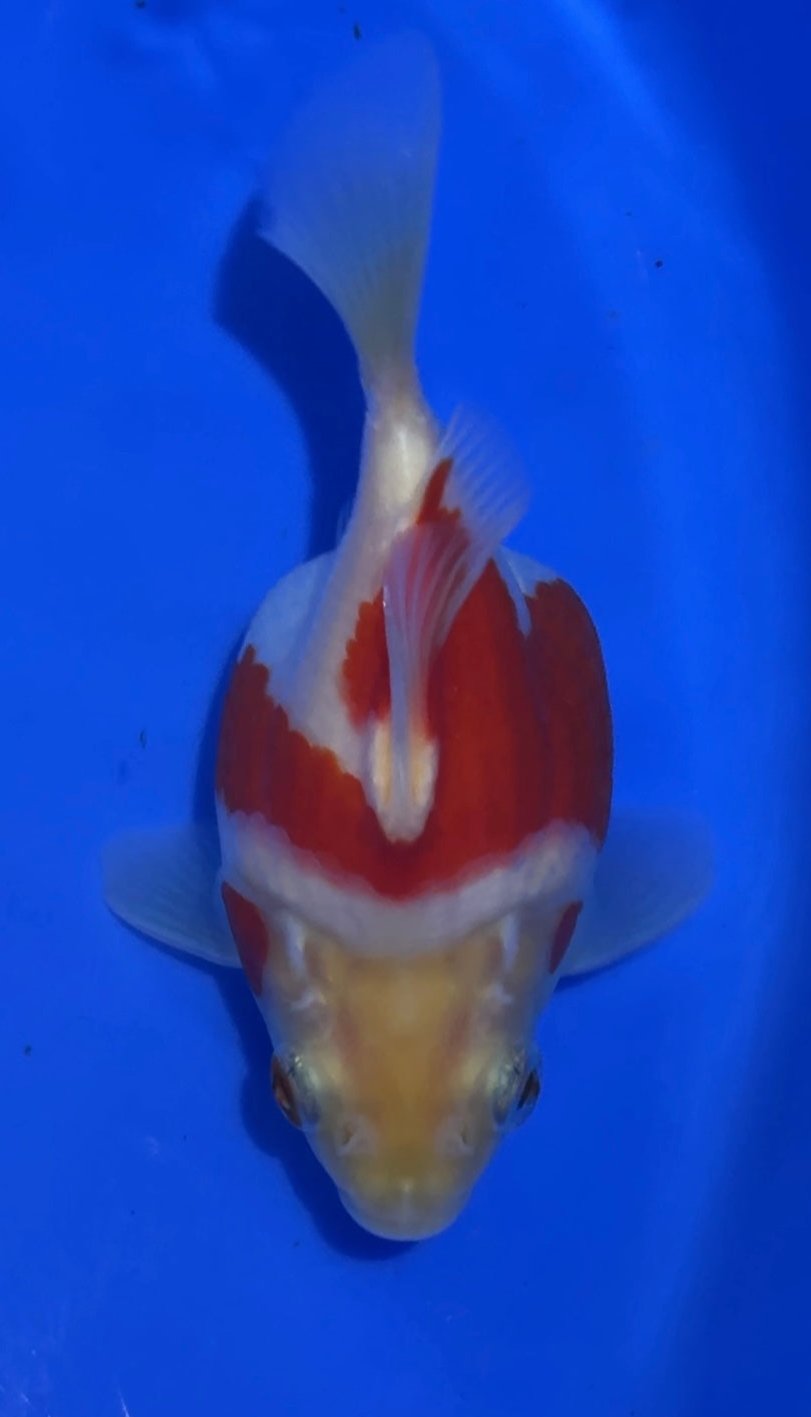 VHQ NND Tamasaba Japanese Goldfish -  #4 red/white +-13cm