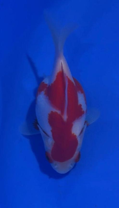 VHQ NND Tamasaba Japanese Goldfish -  #6 red/white +-12cm