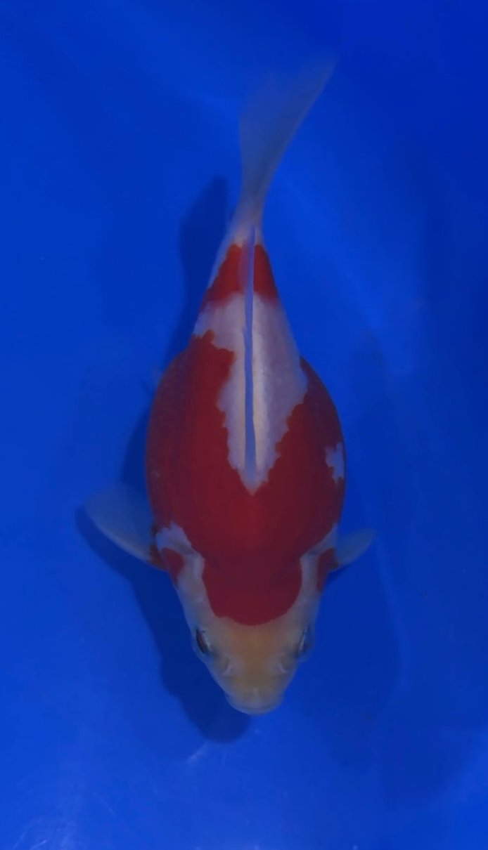VHQ NND Tamasaba Japanese Goldfish -  #3 red/white +-12cm