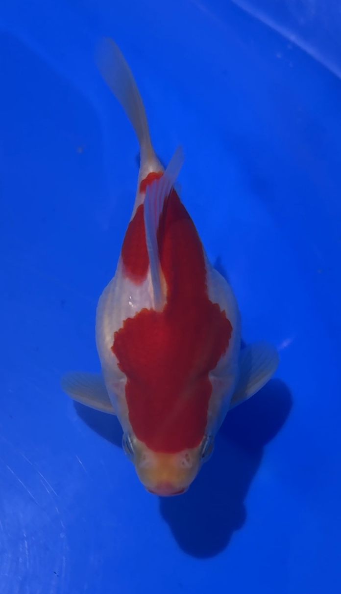 VHQ NND Tamasaba Japanese Goldfish -  #5 red/white +-12cm