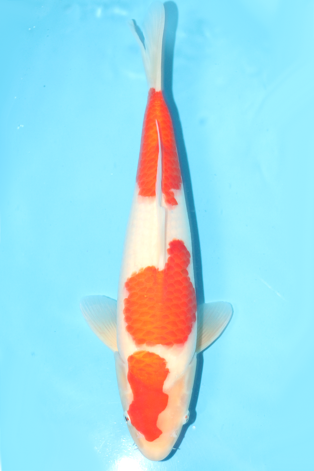 Kohaku - jumbo tosai 39cm - NND NND-KOH-001