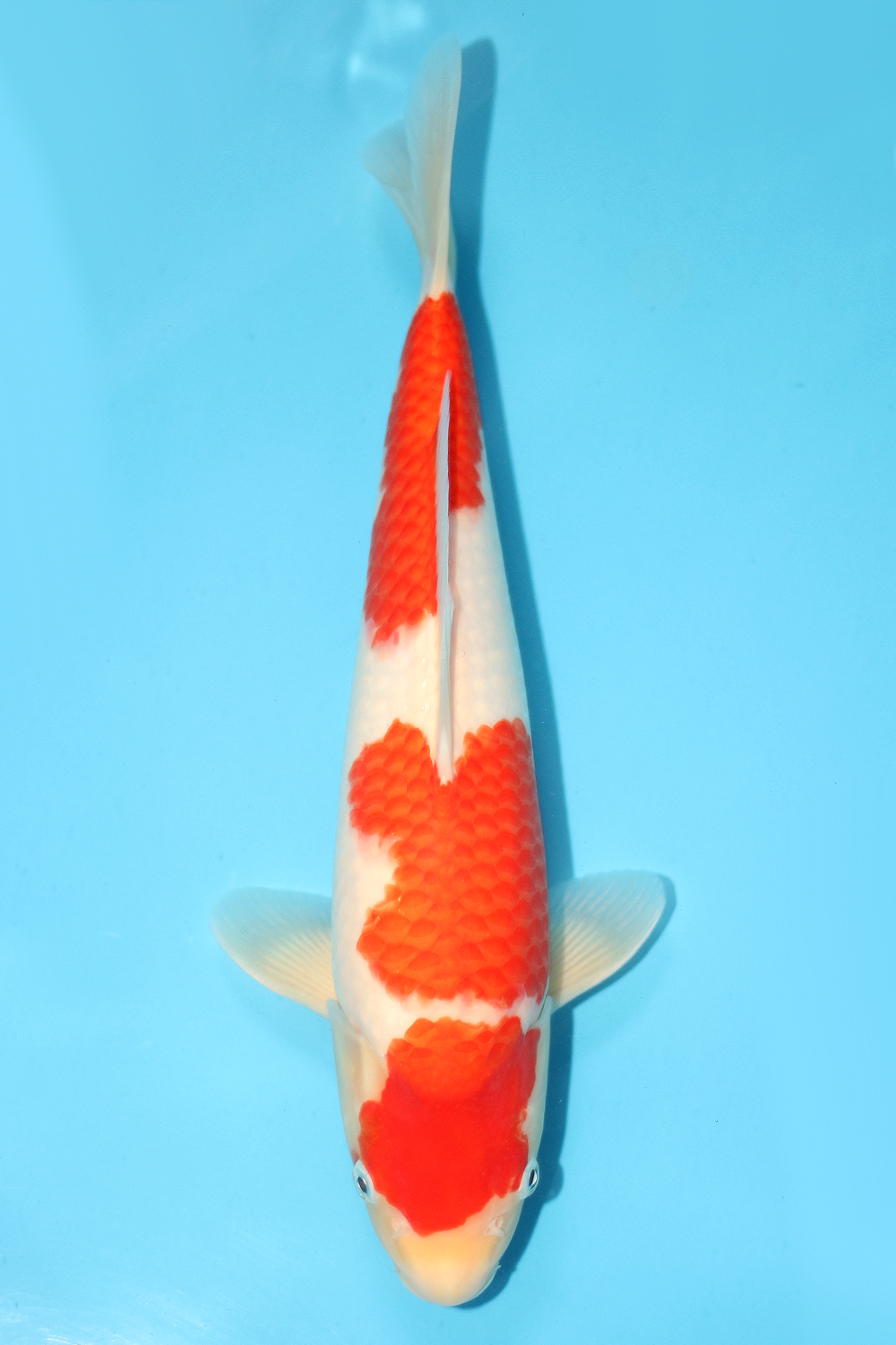 Kohaku - jumbo tosai 35cm - NND NND-KOH-002