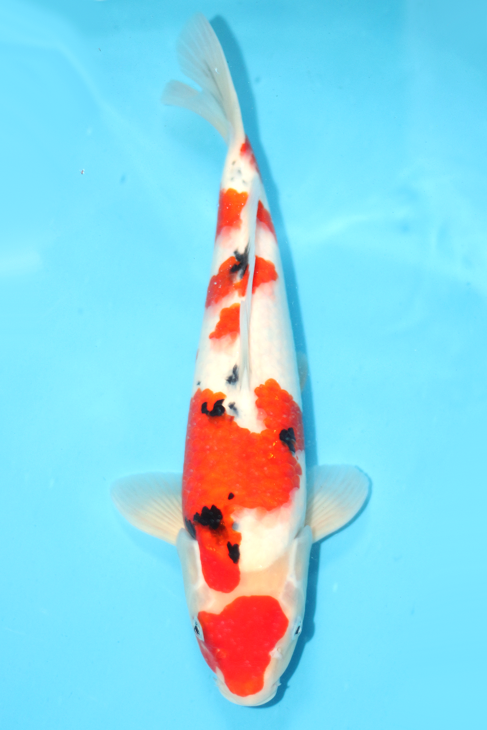 Sanke - jumbo tosai 40cm - NND NND-SAN-001
