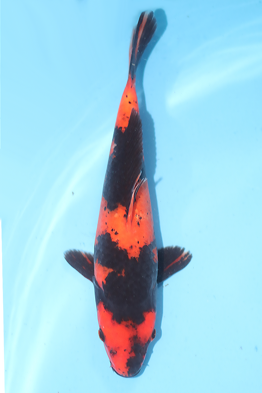 Hi Utsuri - jumbo tosai 27cm - Ogata Koi Farm OGA-HIU-001