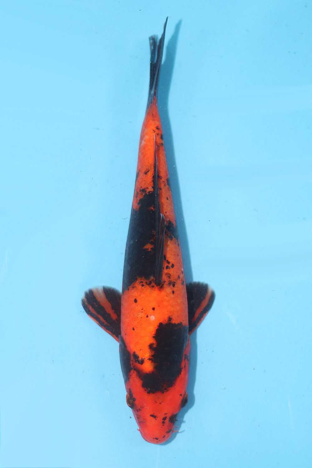 Hi Utsuri - jumbo tosai 26cm - Ogata Koi Farm OGA-HIU-002