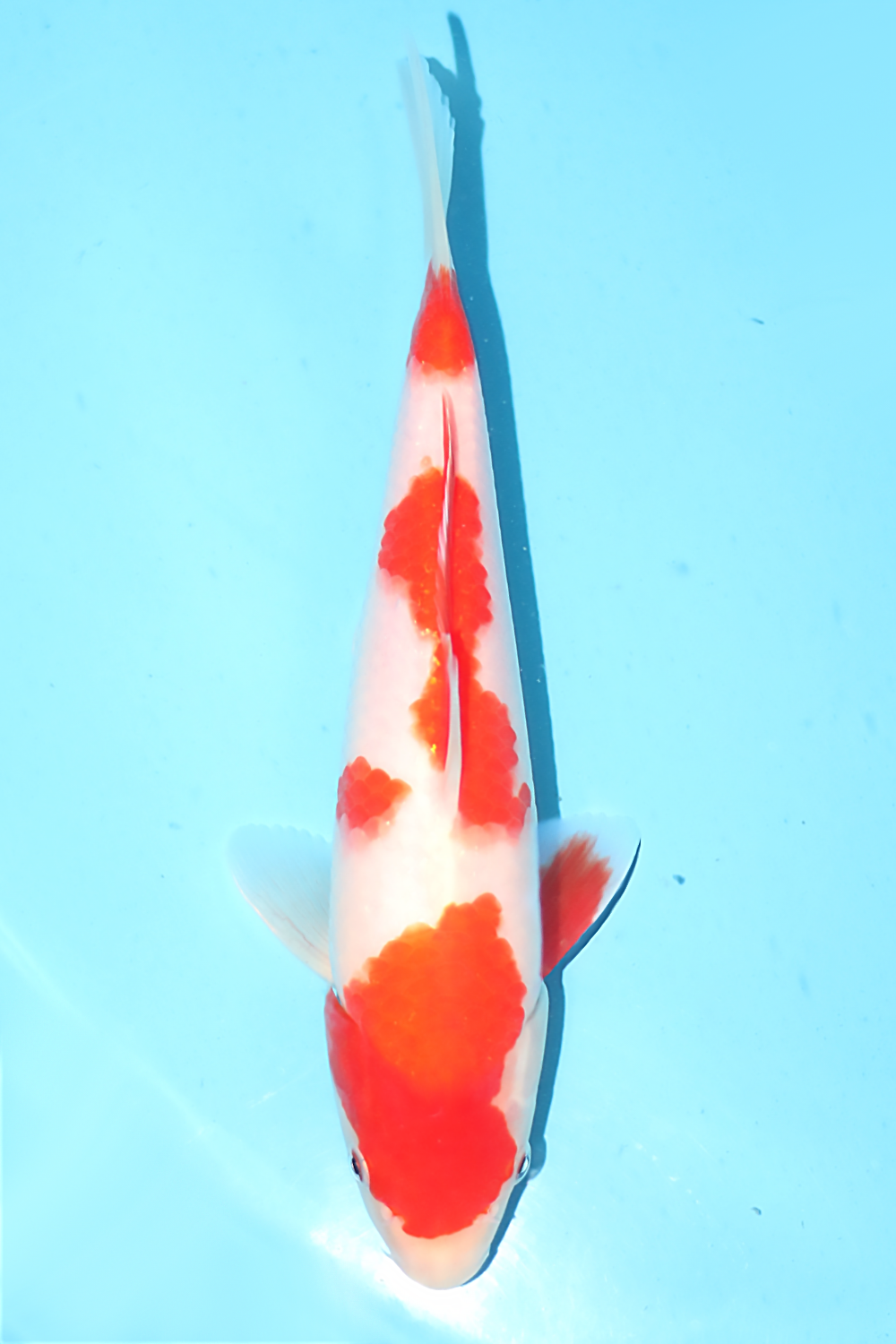 Kohaku - jumbo tosai 27cm - Ogata Koi Farm OGA-KOH-001