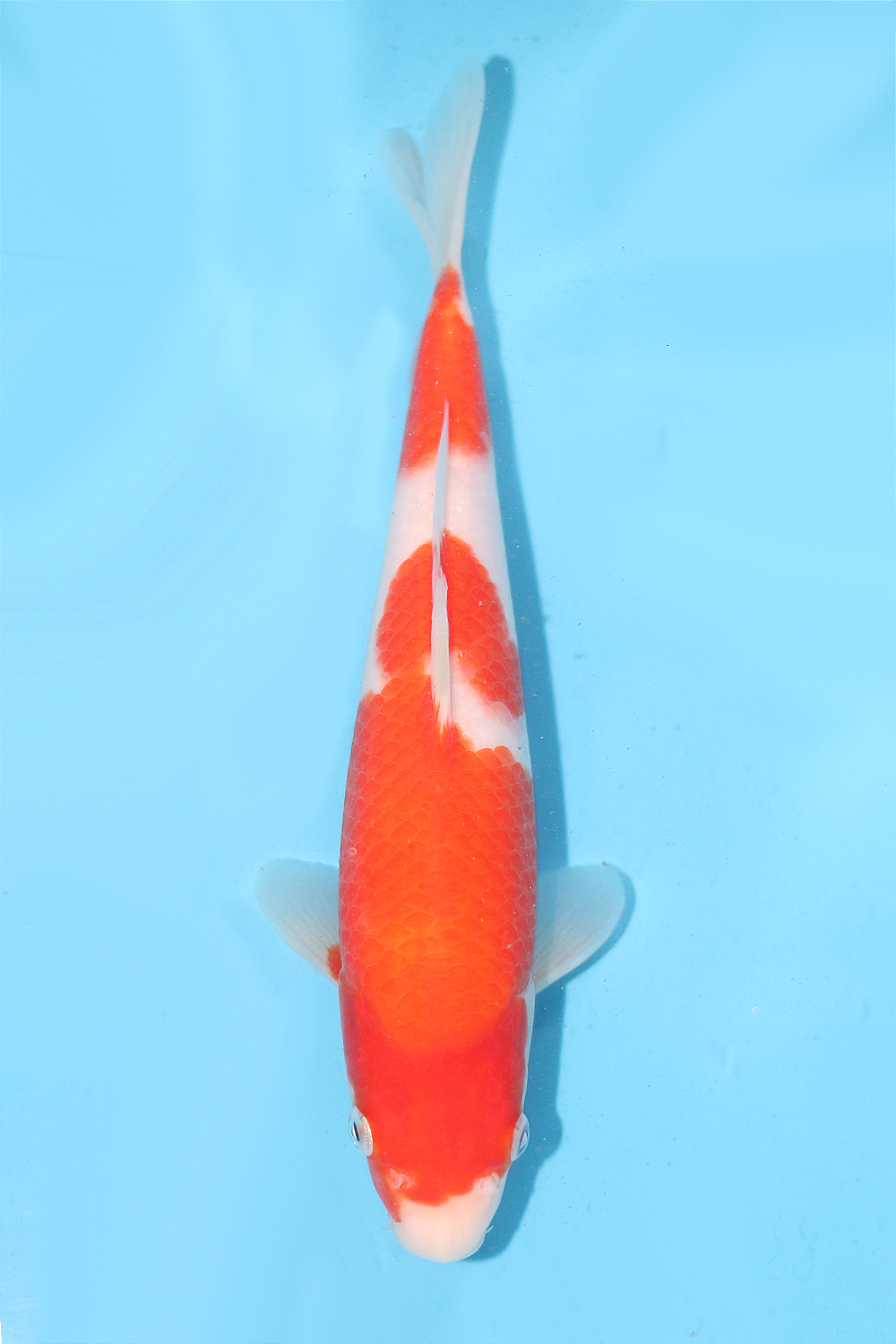 Kohaku - jumbo tosai 27cm - Ogata Koi Farm OGA-KOH-002