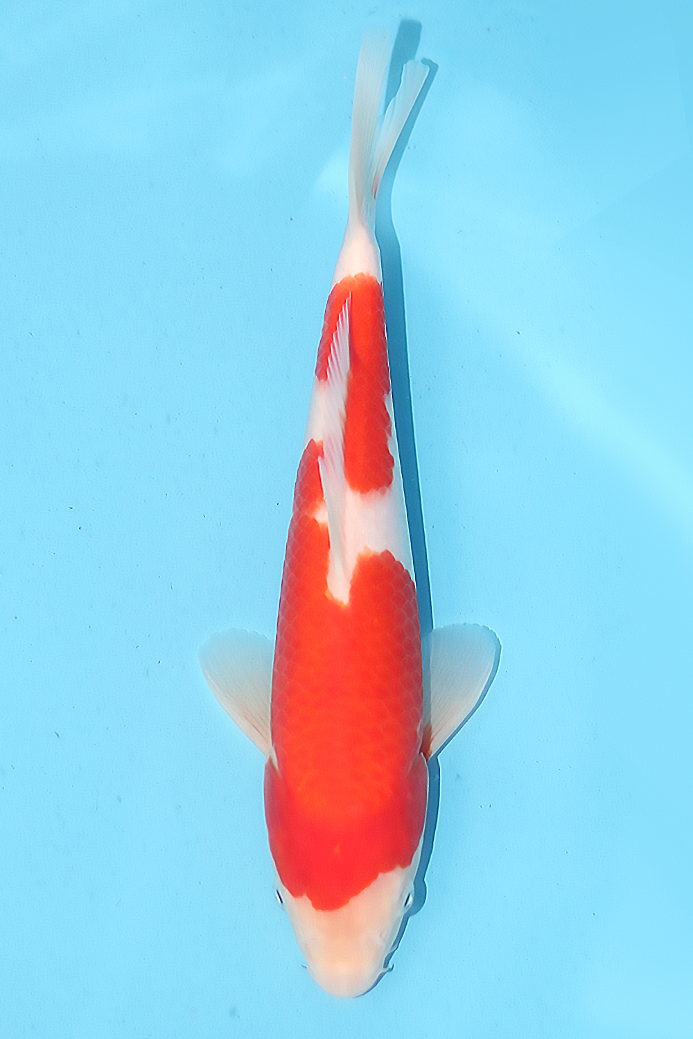 Kohaku - jumbo tosai 32cm - Ogata Koi Farm OGA-KOH-003