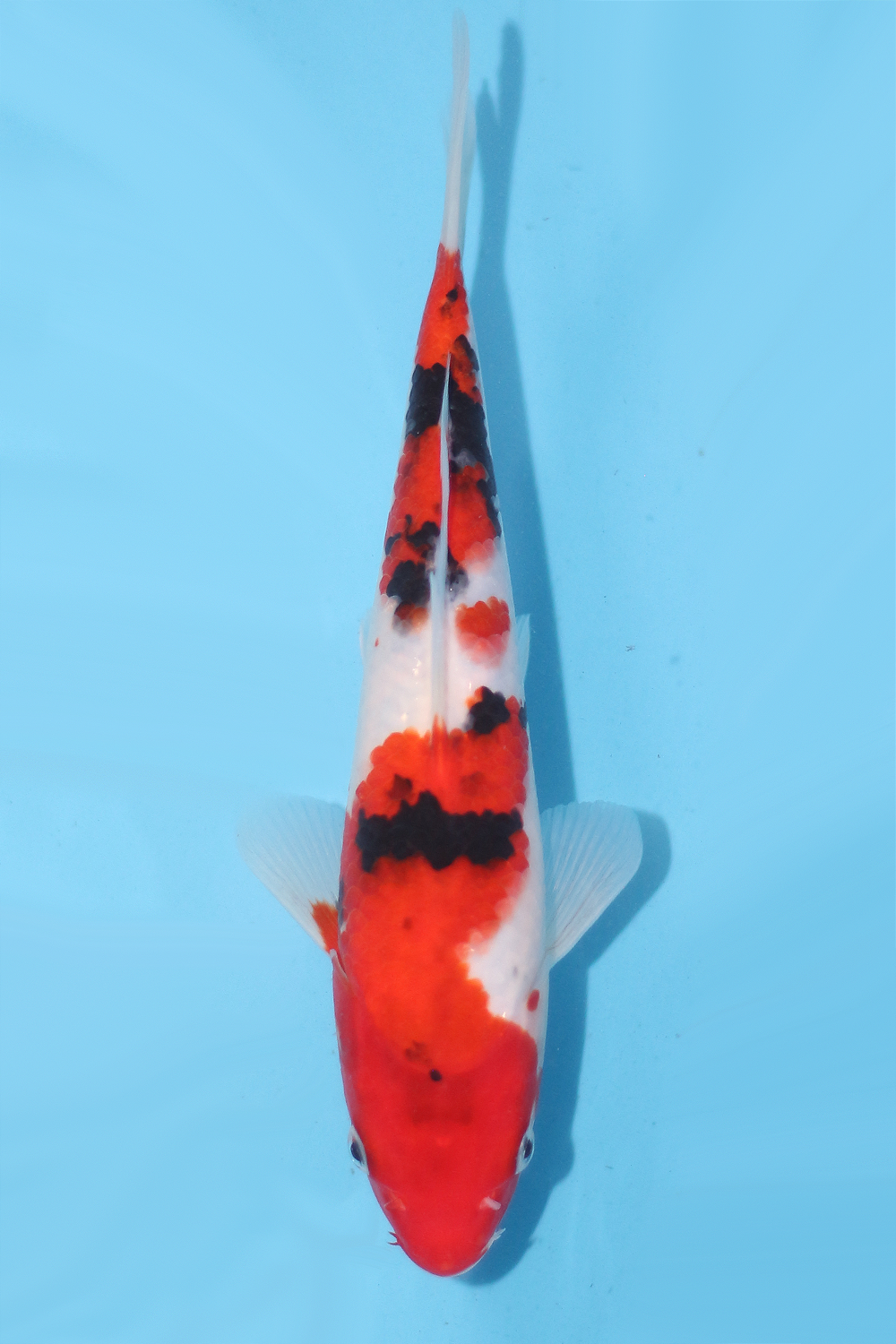 Sanke - jumbo tosai 26cm - Ogata Koi Farm OGA-SAN-002