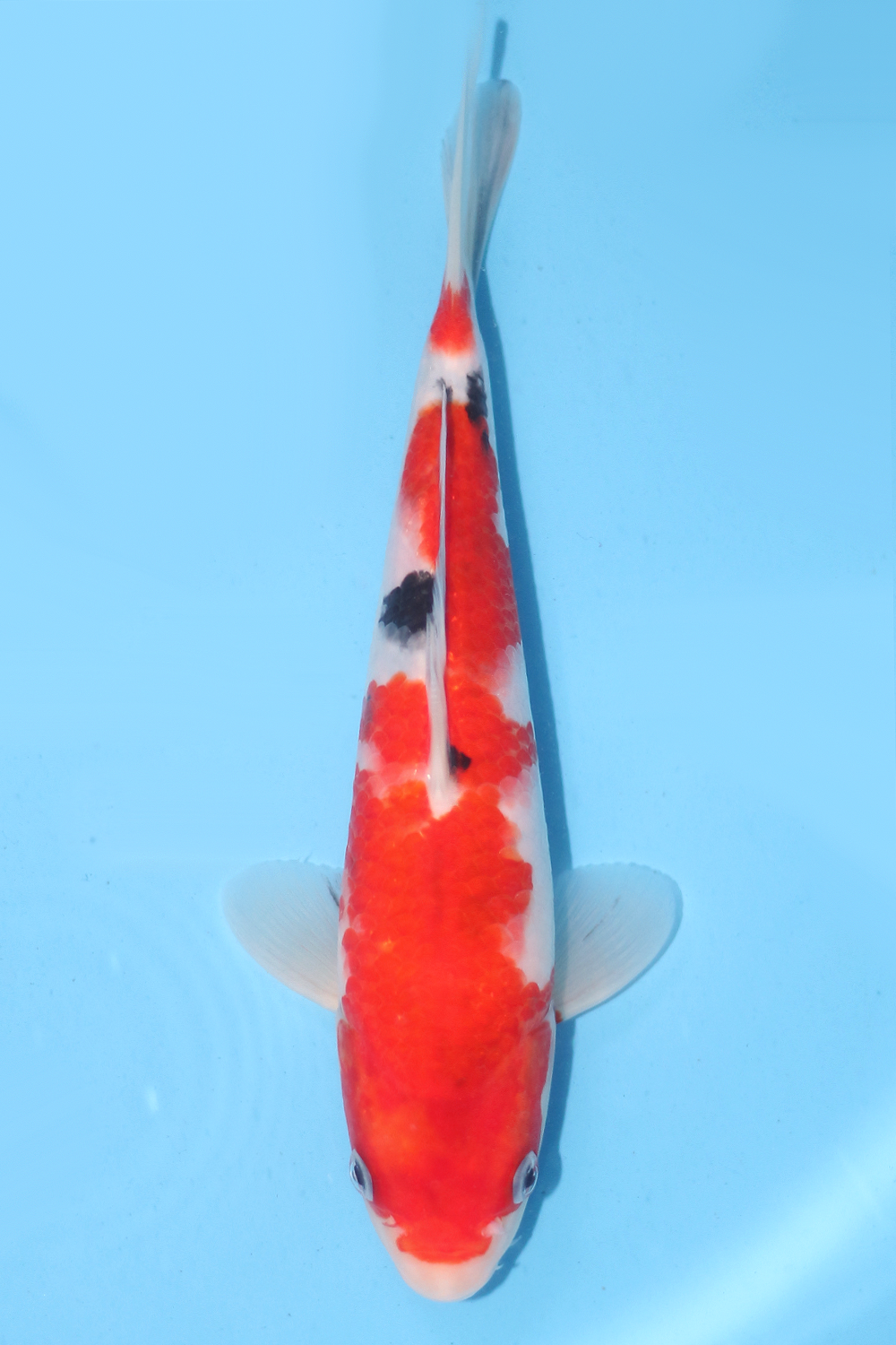 Sanke - jumbo tosai 25cm - Ogata Koi Farm OGA-SAN-003