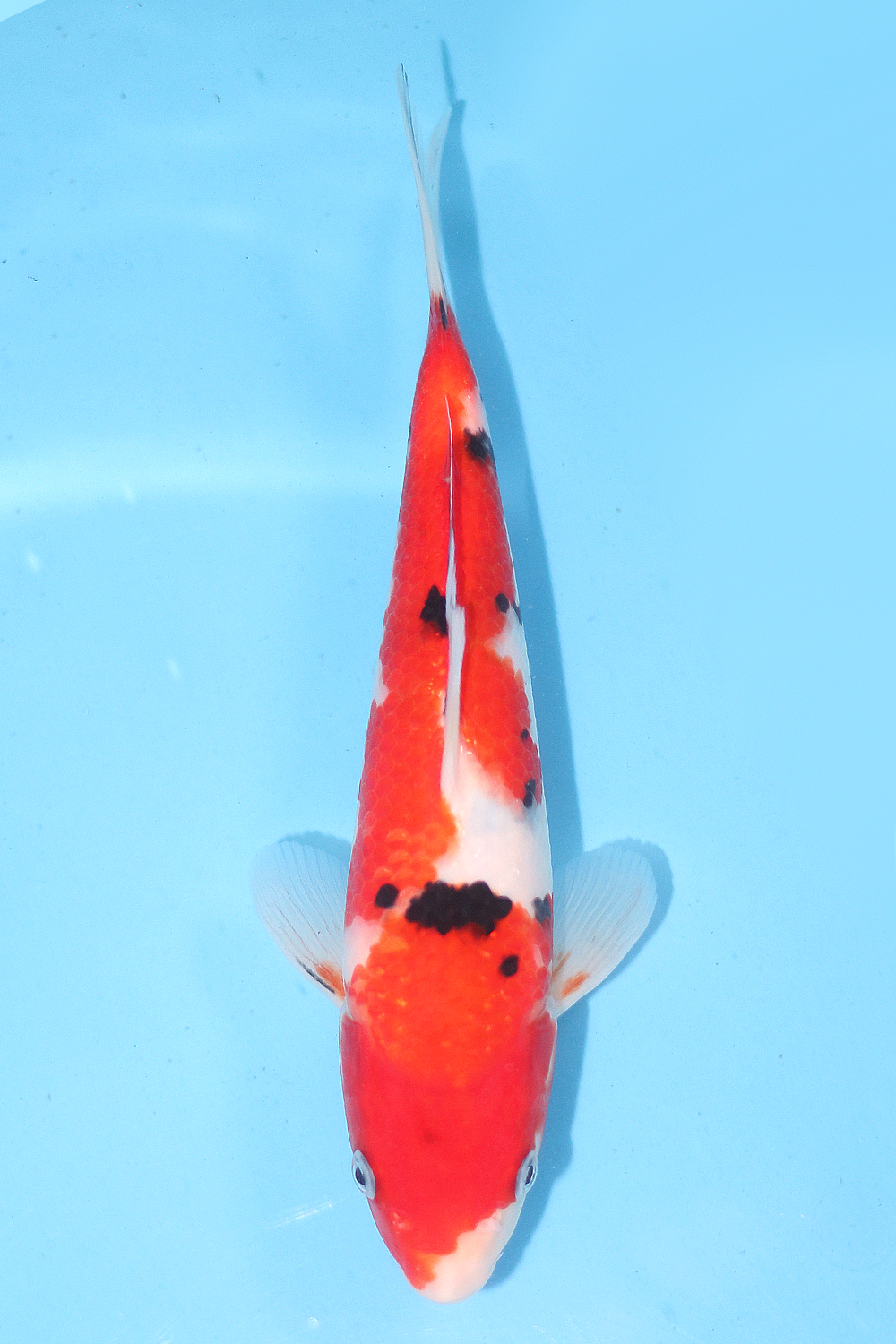 Sanke - jumbo tosai 27cm - Ogata Koi Farm OGA-SAN-004