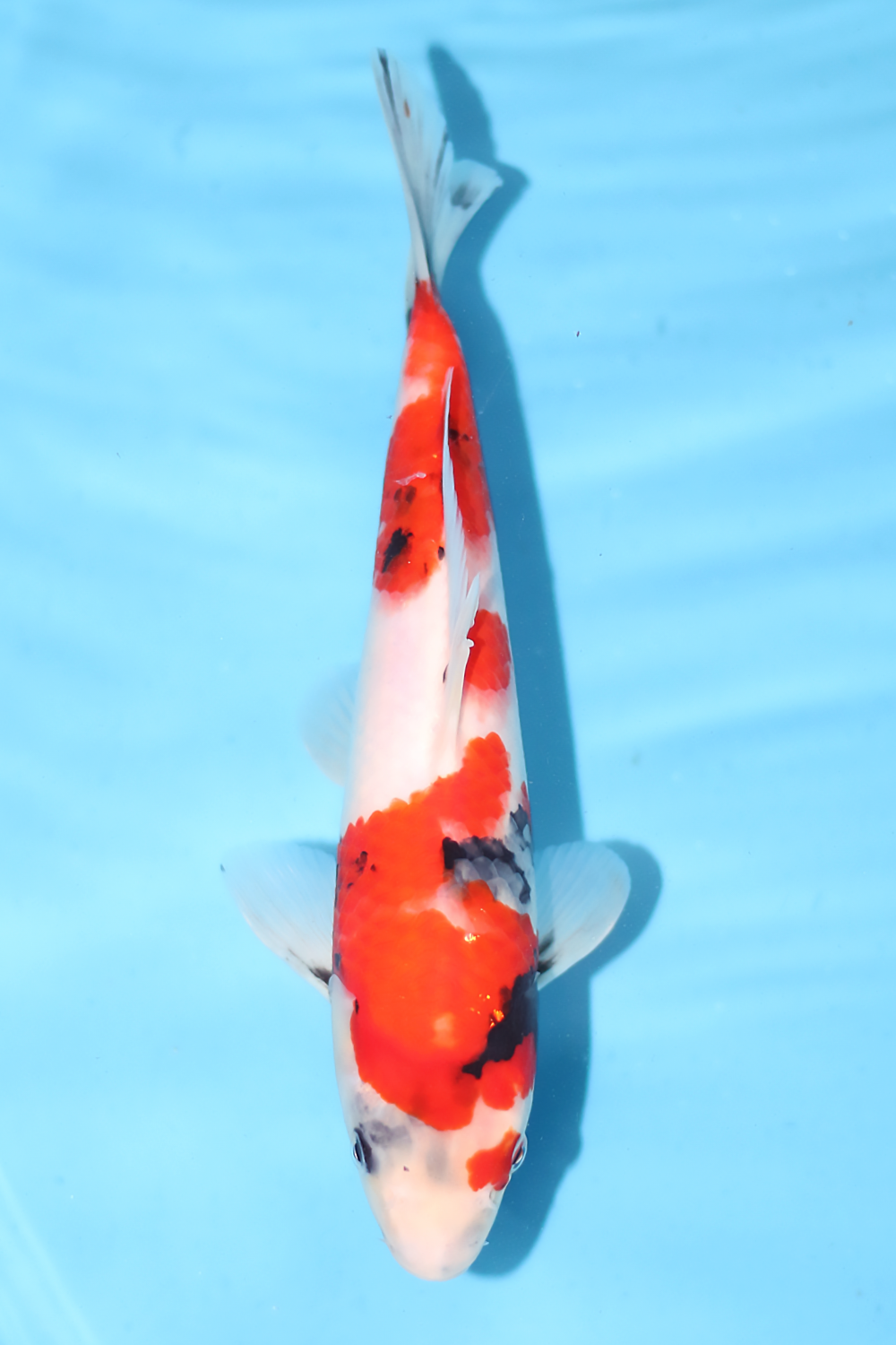 Showa - jumbo tosai 28cm - Ogata Koi Farm OGA-SHO-002