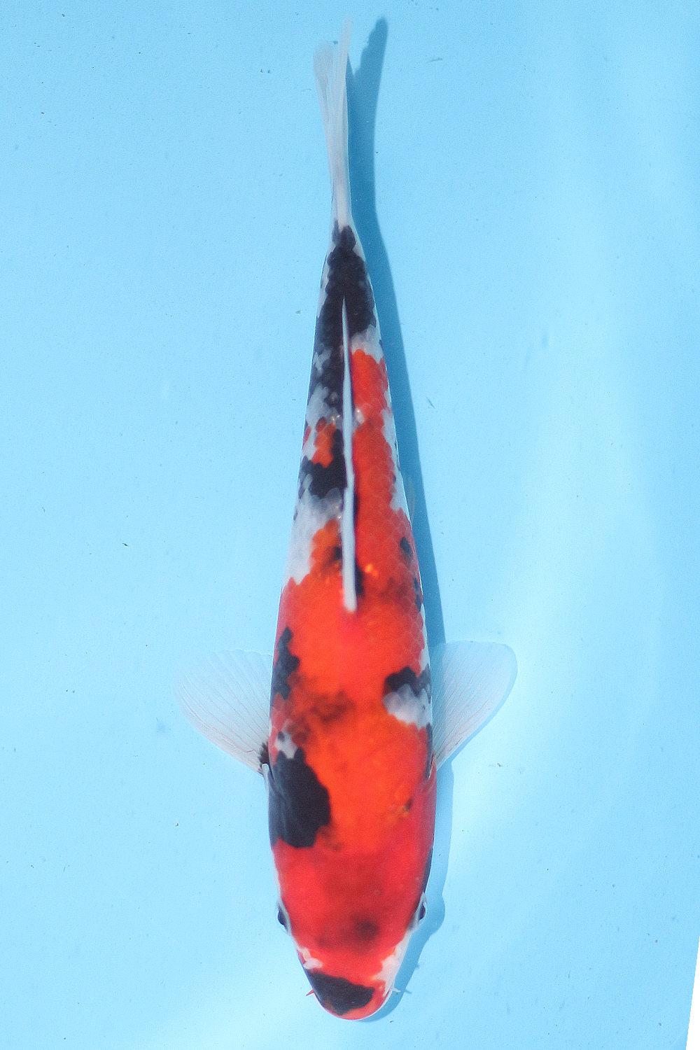 Showa - jumbo tosai 26cm - Ogata Koi Farm OGA-SHO-003