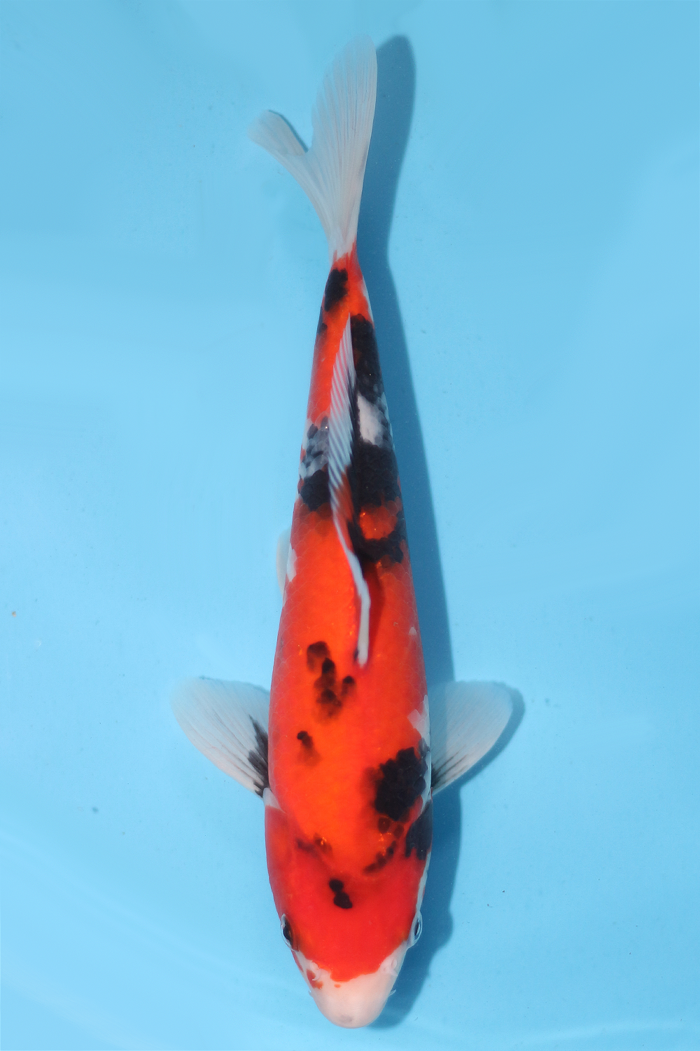 Showa - jumbo tosai 27cm - Ogata Koi Farm OGA-SHO-004