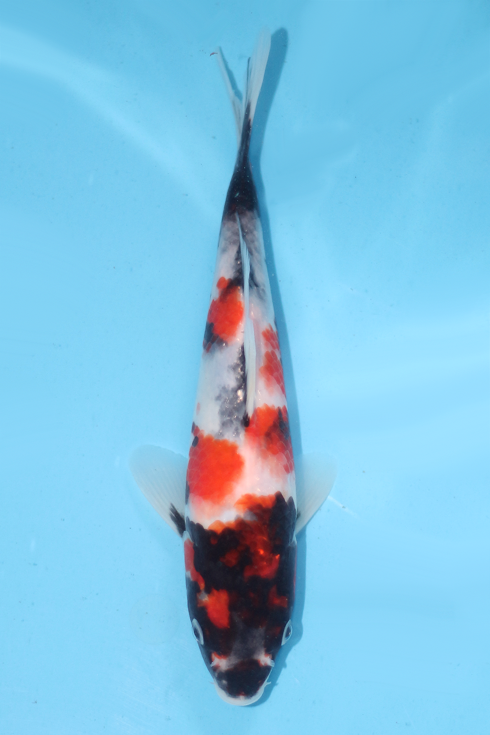 Showa - jumbo tosai 26cm - Ogata Koi Farm OGA-SHO-005