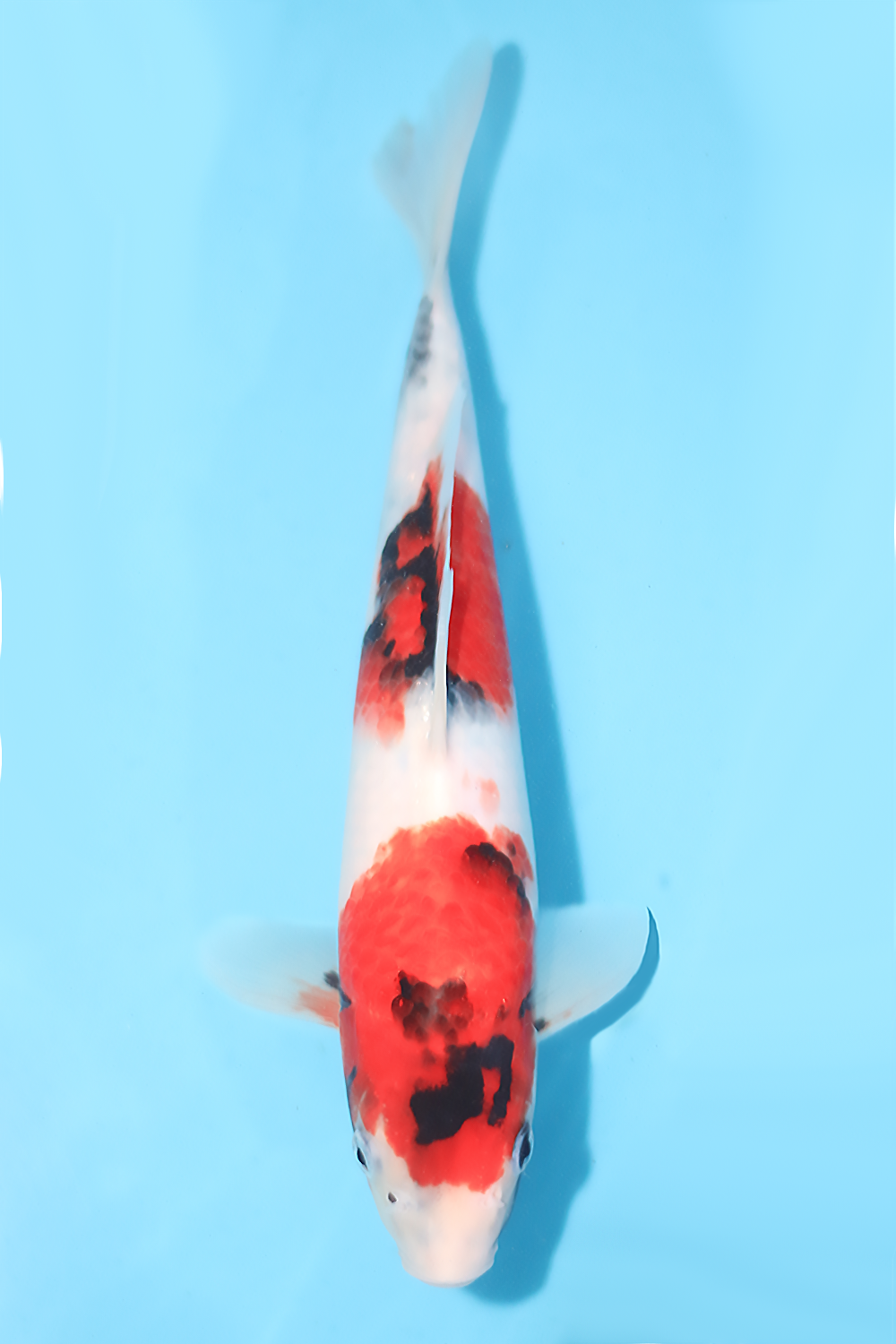 Showa - jumbo tosai 28cm - Ogata Koi Farm OGA-SHO-006