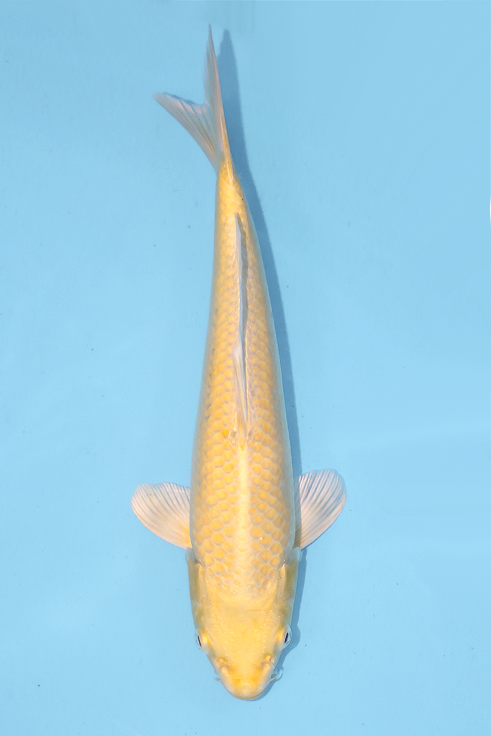 Yamabuki Ogon - jumbo tosai 27cm - Ogata Koi Farm OGA-YAM-001