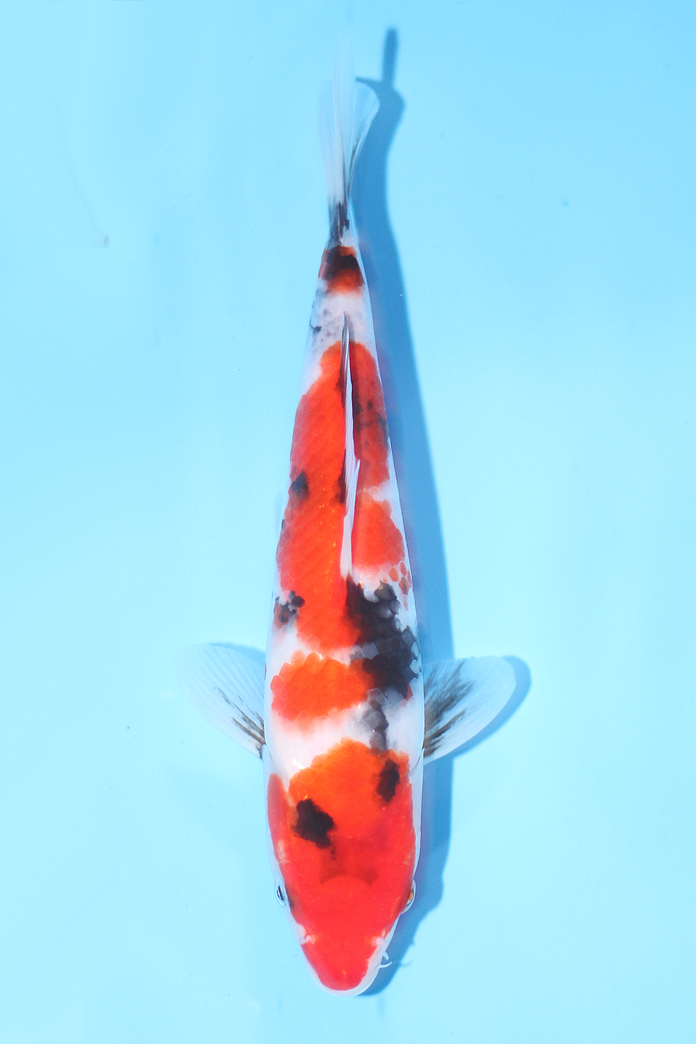 Sanke - jumbo tosai 27cm - Tamaura Koi Farm (TAM-SAN-01)