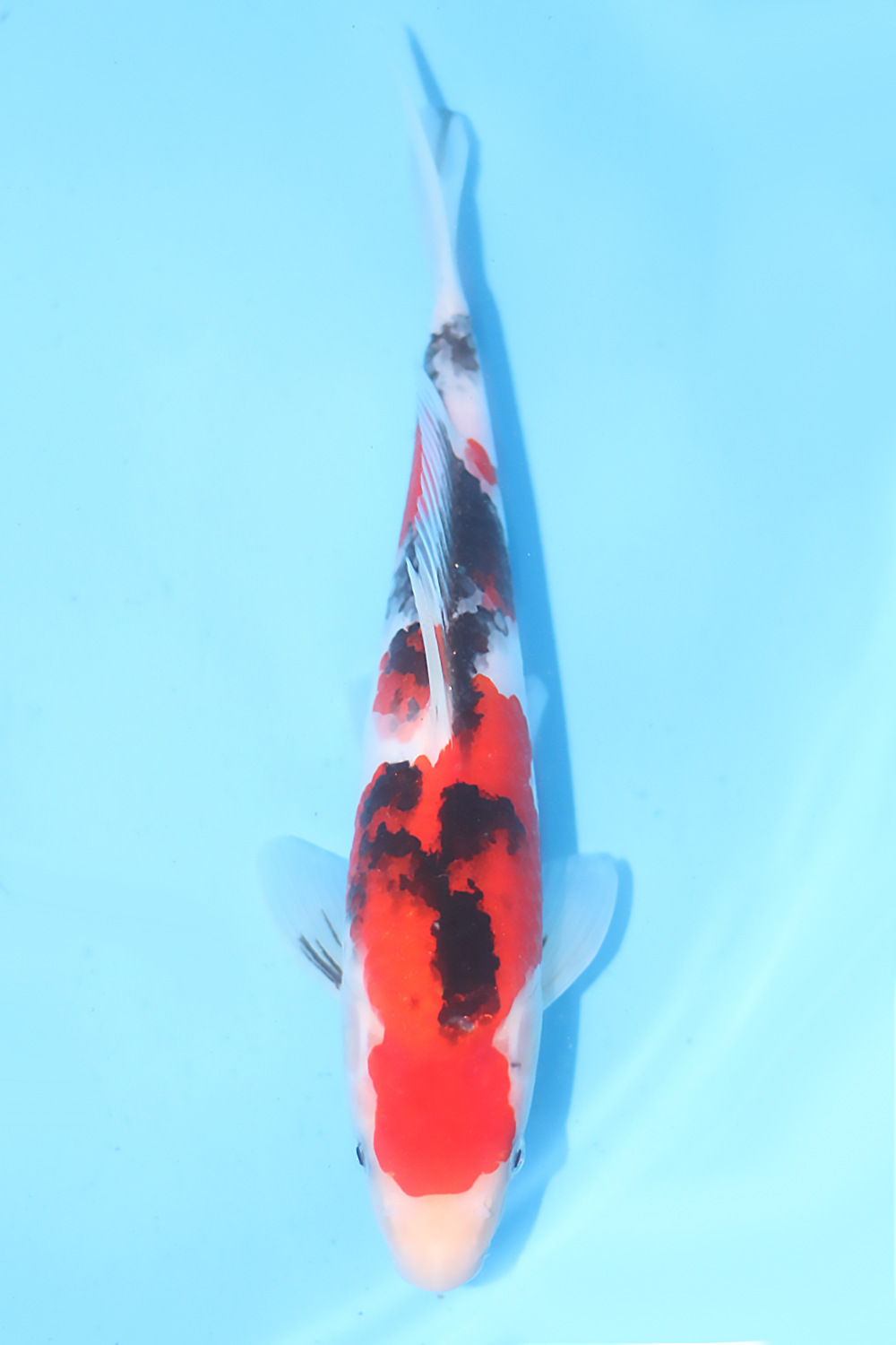 Sanke - jumbo tosai 29cm - Tamaura Koi Farm (TAM-SAN-03)