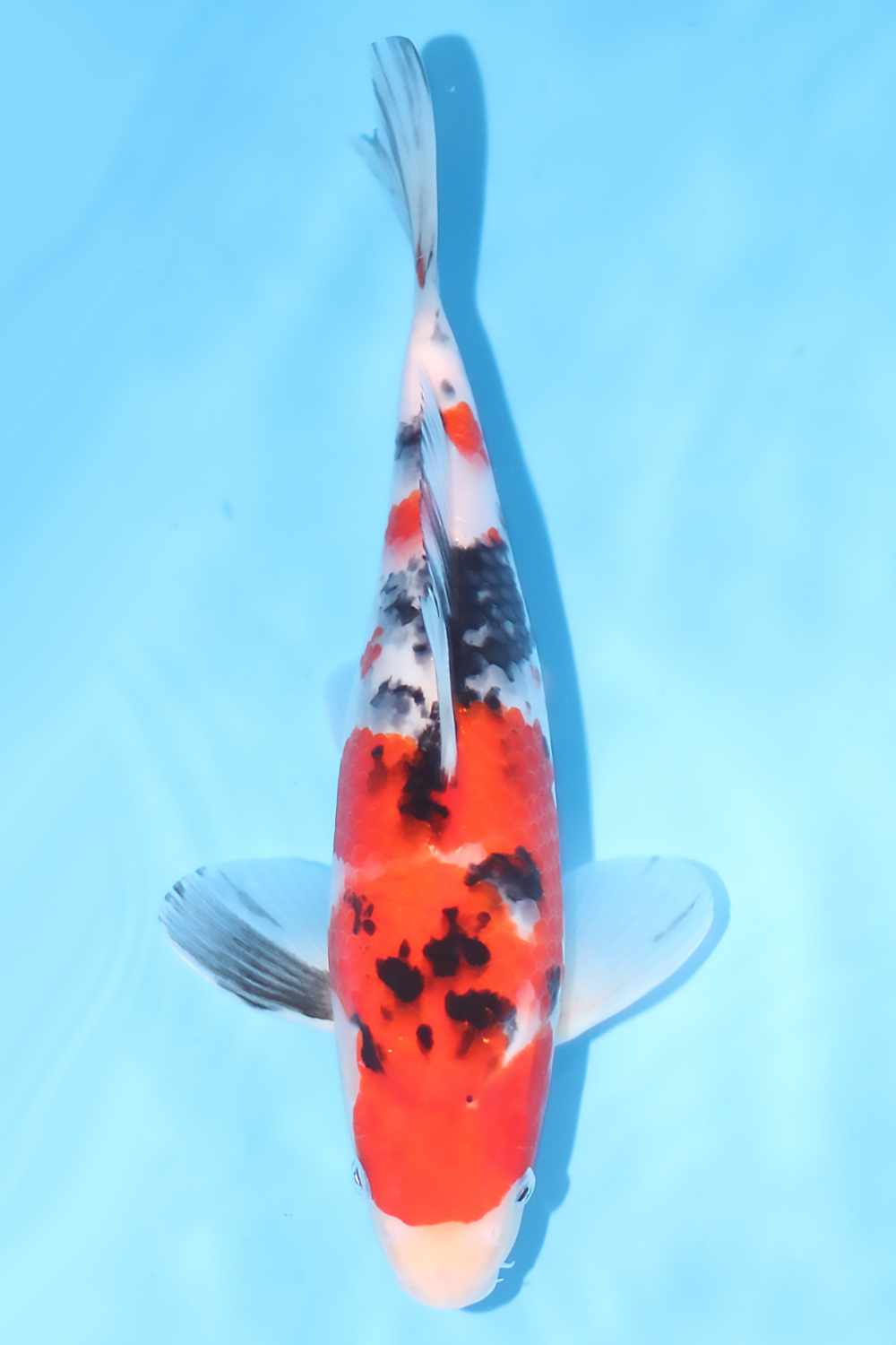 Sanke - jumbo tosai 29cm - Tamaura Koi Farm (TAM-SAN-04)