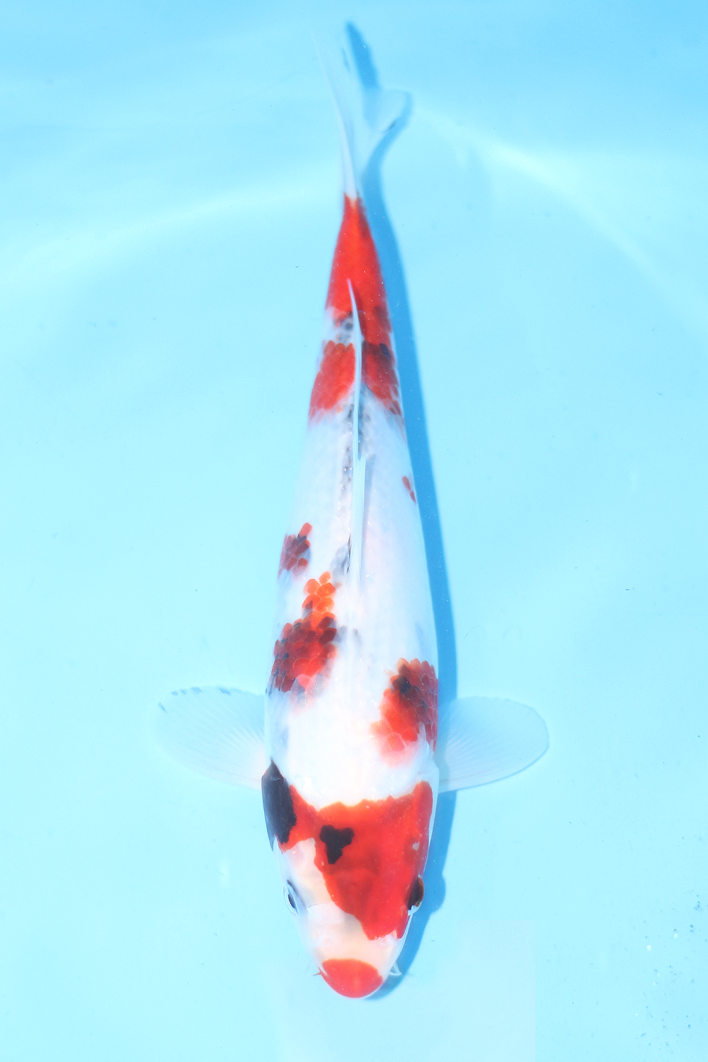 Showa - jumbo tosai 27cm - Tamaura Koi Farm (TAM-SHO-02)