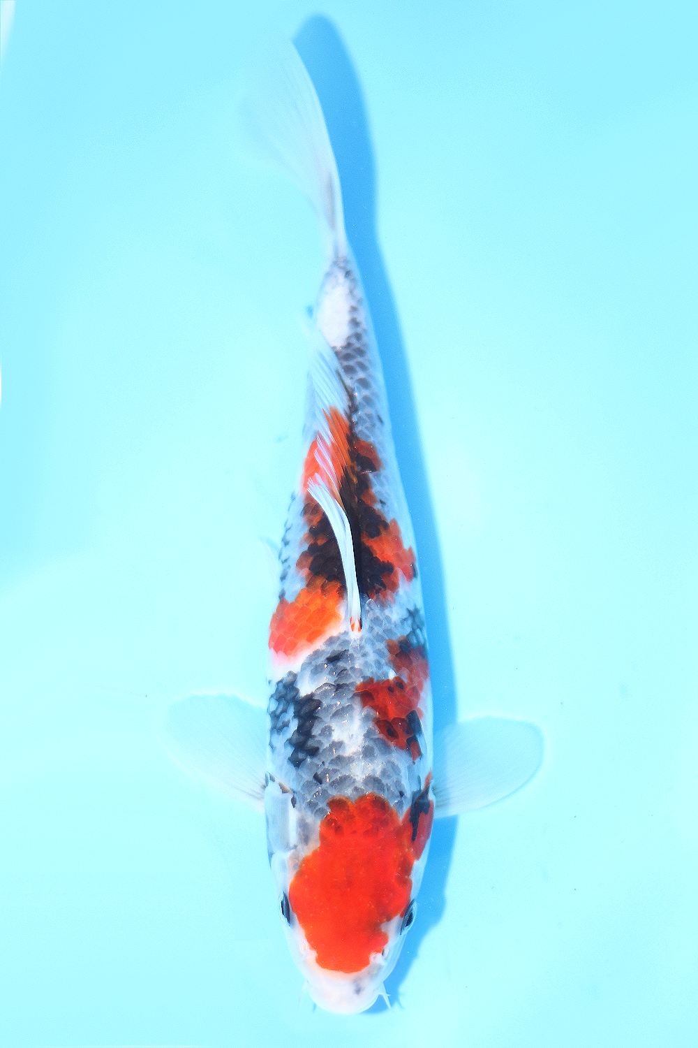 Showa - jumbo tosai 27cm - Tamaura Koi Farm (TAM-SHO-03)