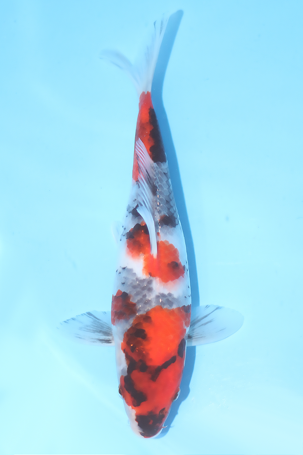 Showa - jumbo tosai 27cm - Tamaura Koi Farm (TAM-SHO-04)
