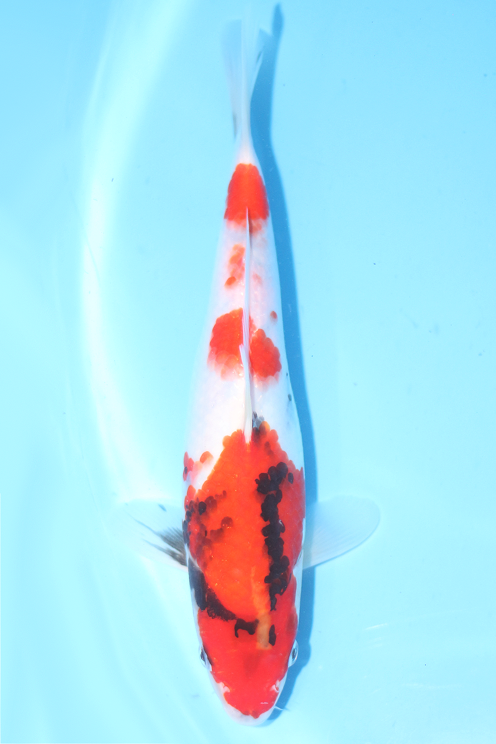 Showa - jumbo tosai 28cm - Tamaura Koi Farm (TAM-SHO-05)