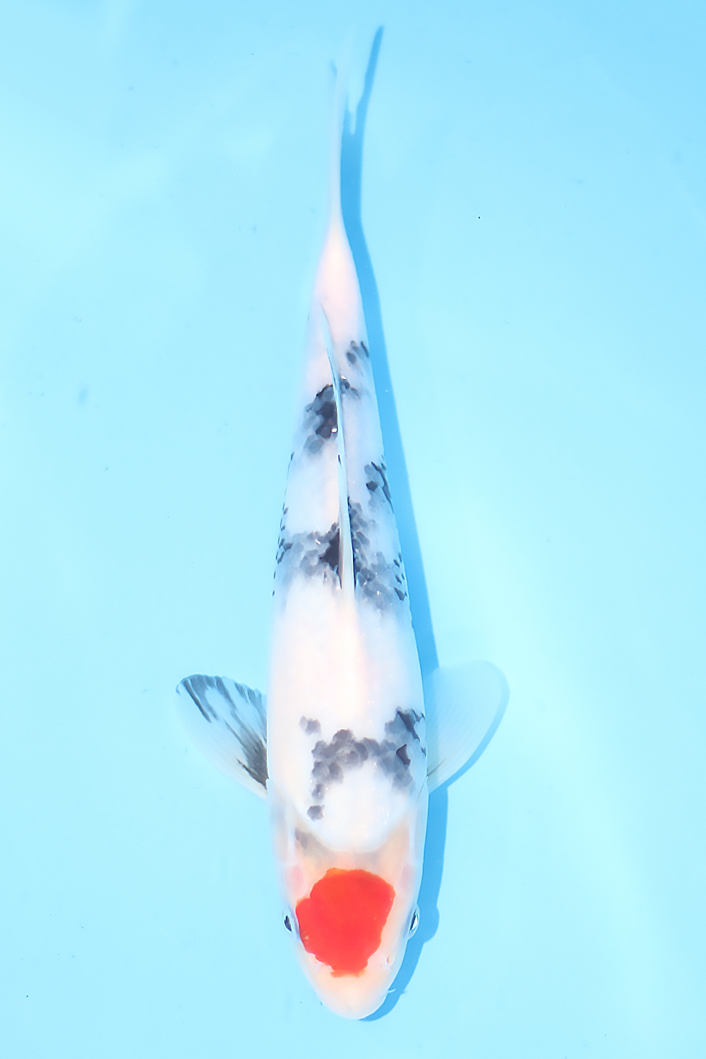 Tancho Showa - jumbo tosai 26cm - Tamaura Koi Farm (TAM-TAN-01)
