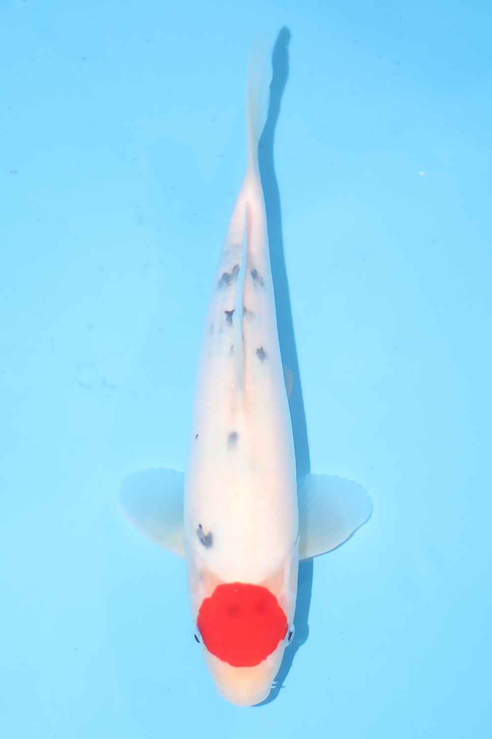 Tancho Sanke - jumbo tosai 30cm - Tamaura Koi Farm (TAM-TAN-02)